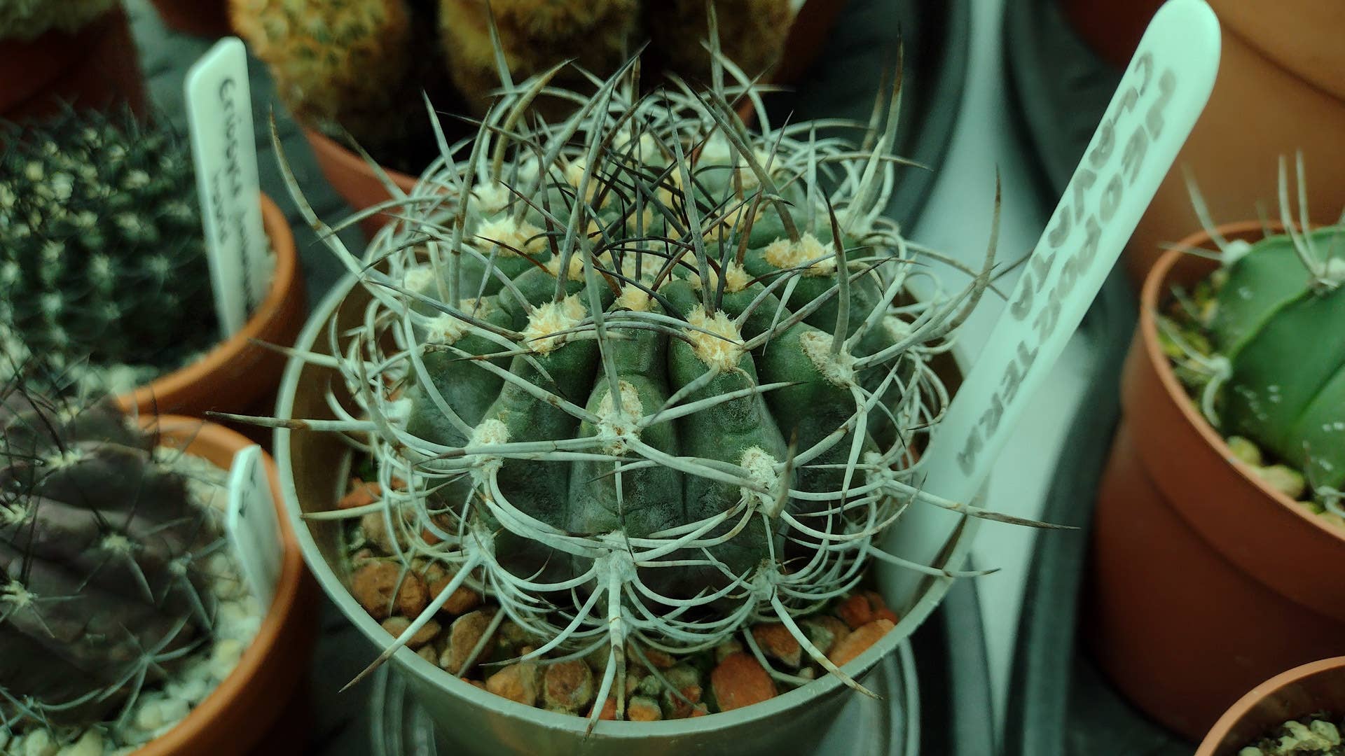 Do Cacti and Succulents Need Direct Sunlight? - Dengarden