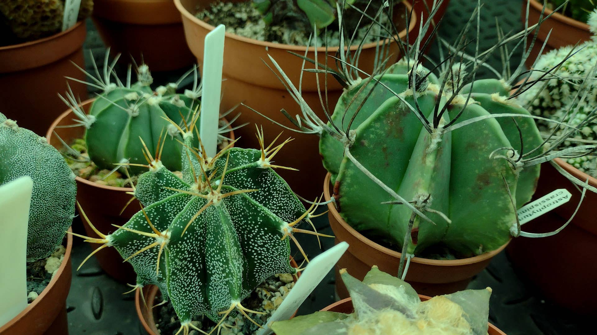 Do Cacti and Succulents Need Direct Sunlight? - Dengarden