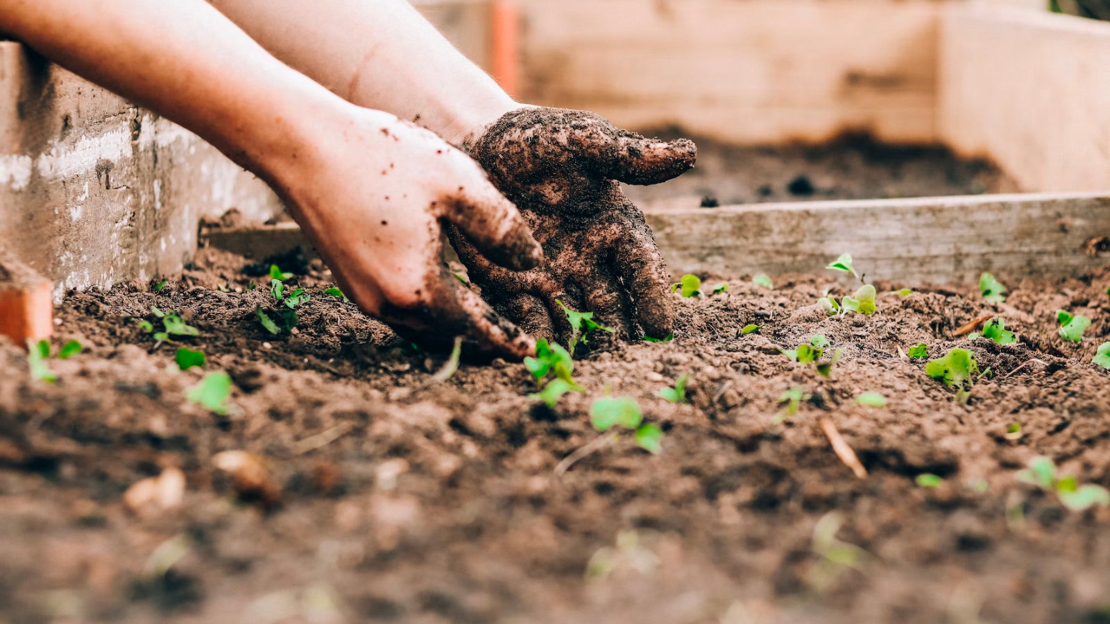 Biodynamic Practices What Is Biodynamic Farming? - Dengarden