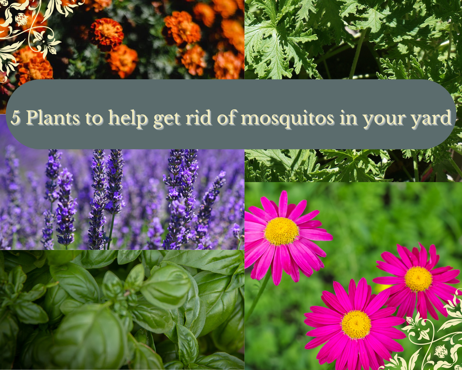 5 Plants That Repel Mosquitoes - Dengarden