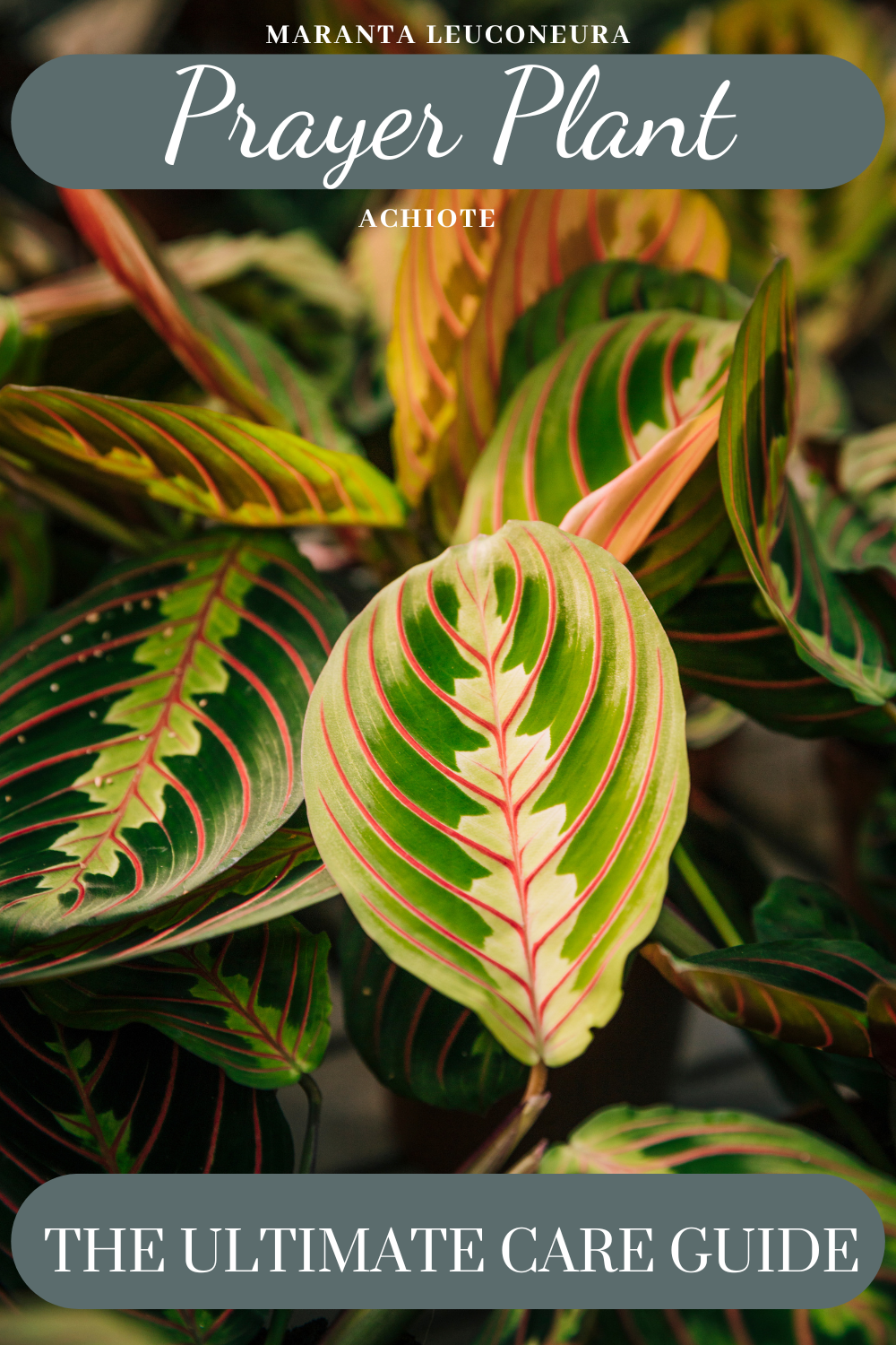 The Ultimate Prayer Plant Guide: Care, Propagation, and Benefits - Dengarden