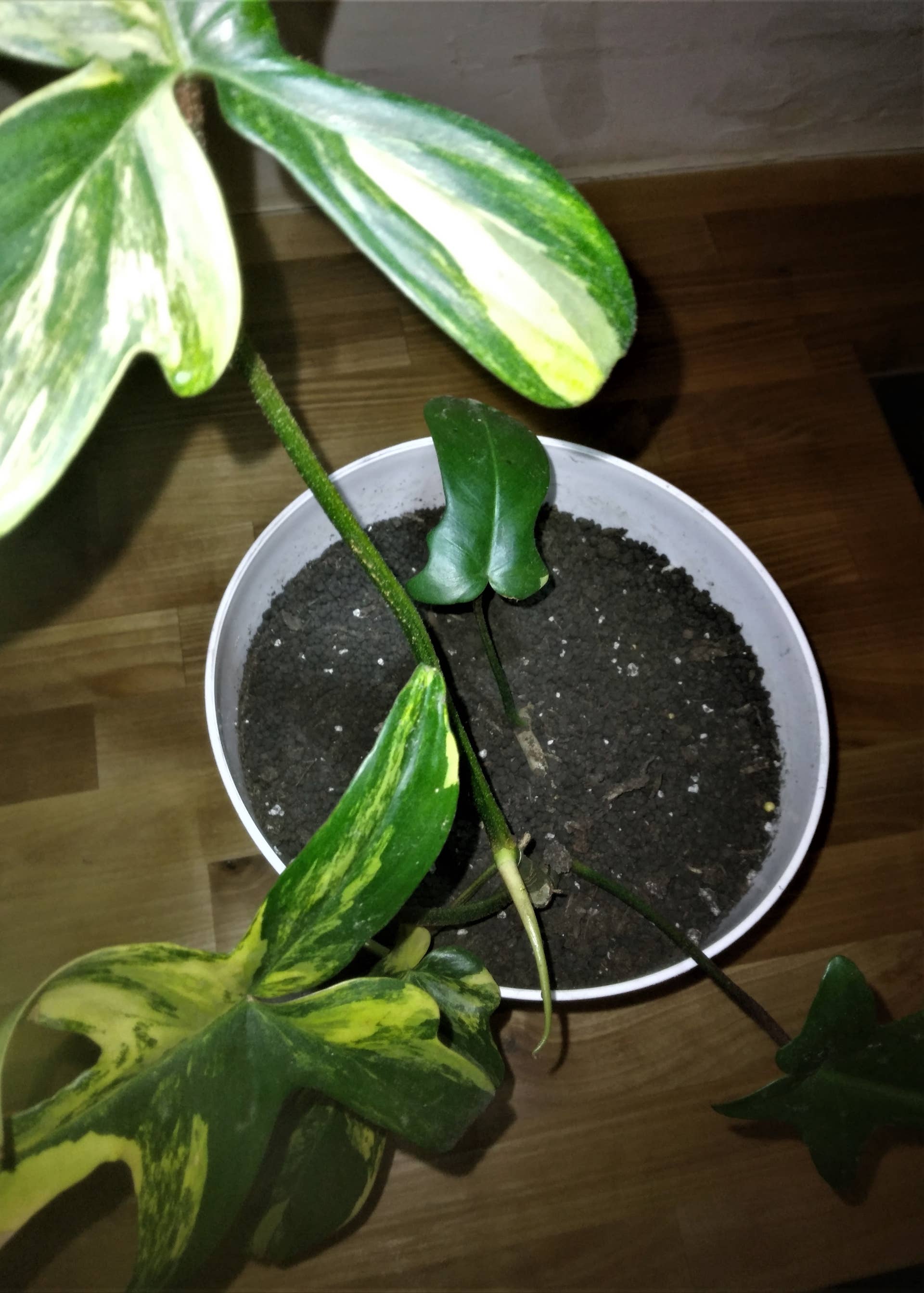 How to Use Fluval Stratum for Your Plants, Indoors and Out - Dengarden