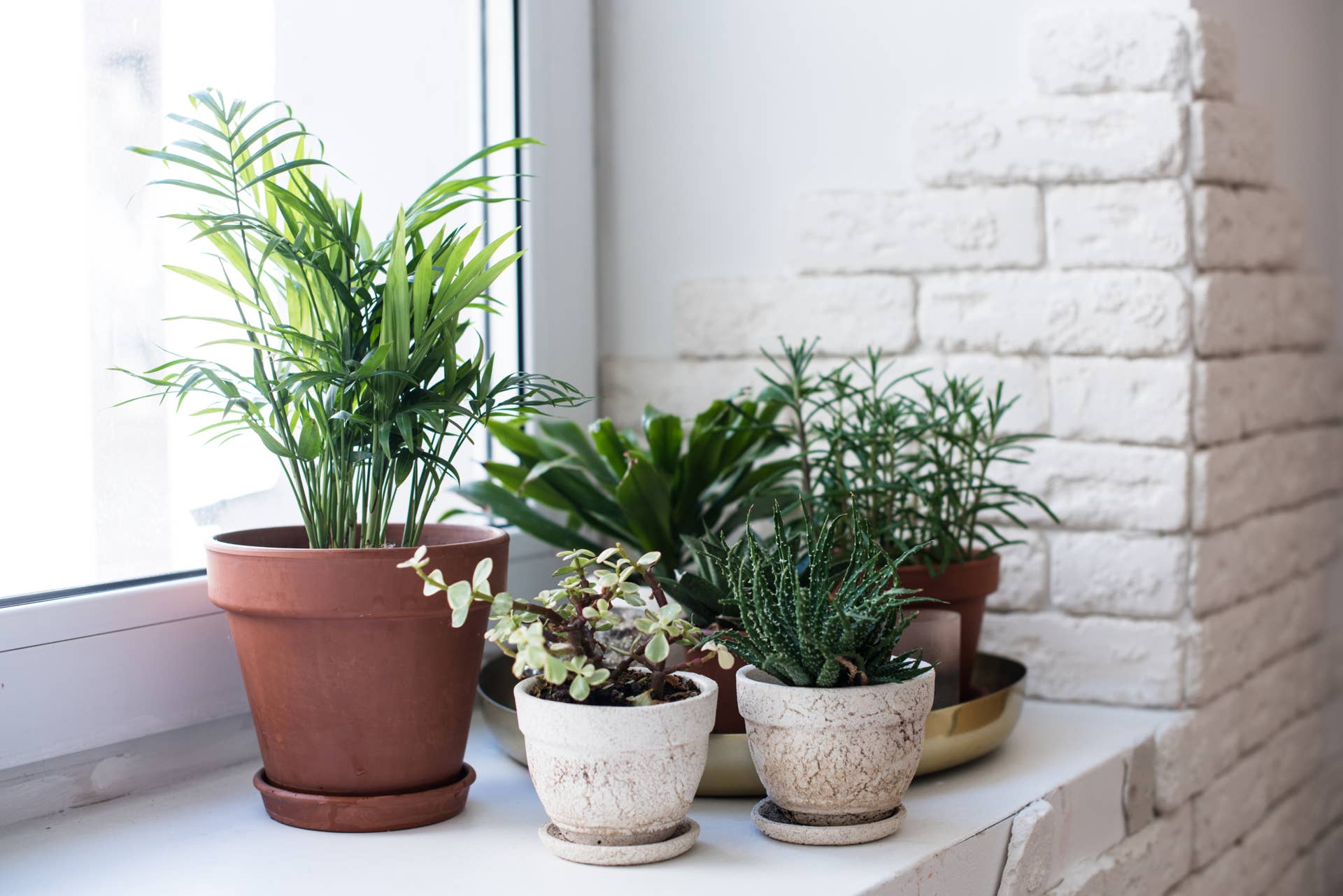 crassula ovata variegata Crassula Ovata Variegated Jade – 5 Lemon Lime Tri-Color 3–6