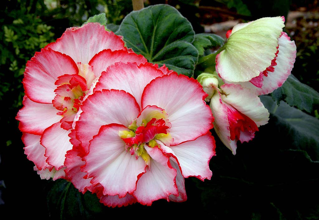 How to Grow Begonias From Cuttings - Dengarden