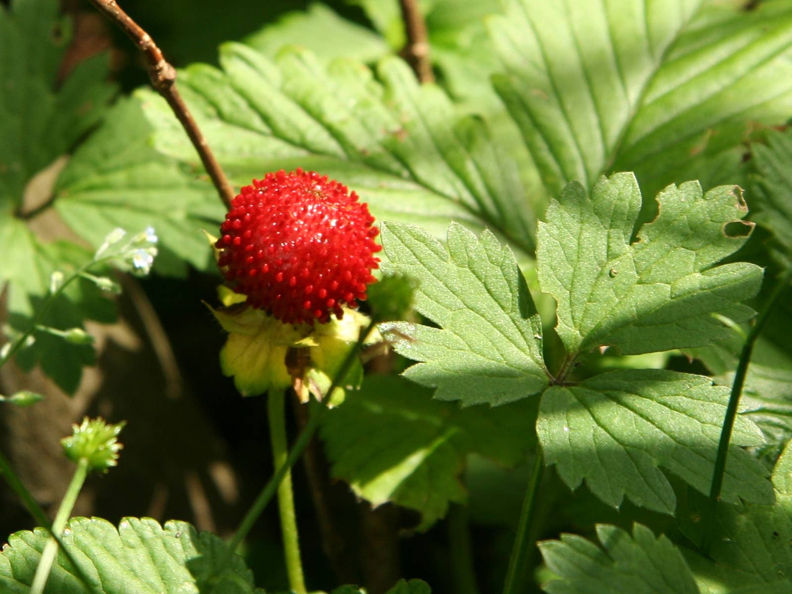 Wild Strawberries vs. Mock Strawberries: What's the Difference? - Dengarden