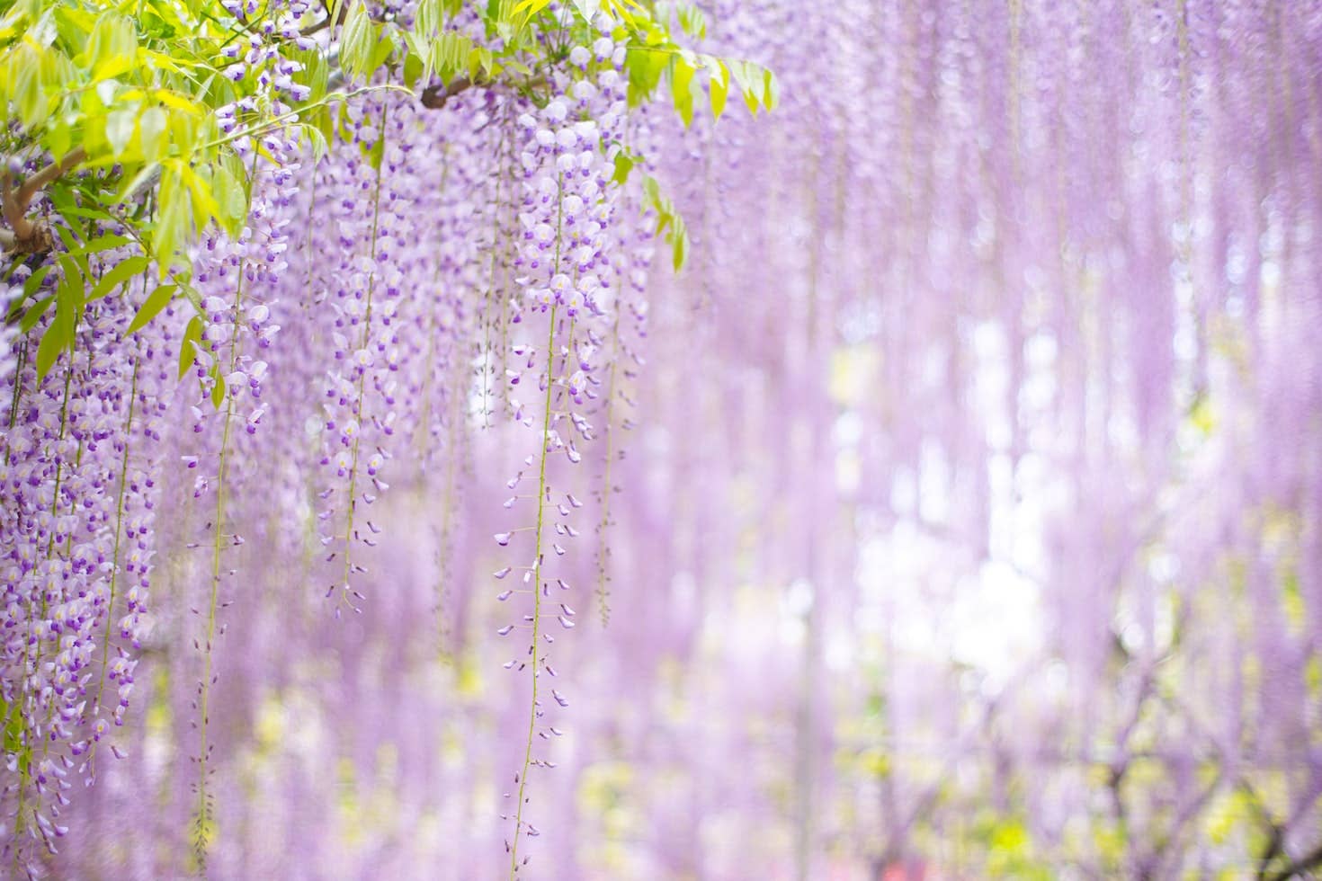 Wisteria Vine: Types, Care, and Propagation - Dengarden