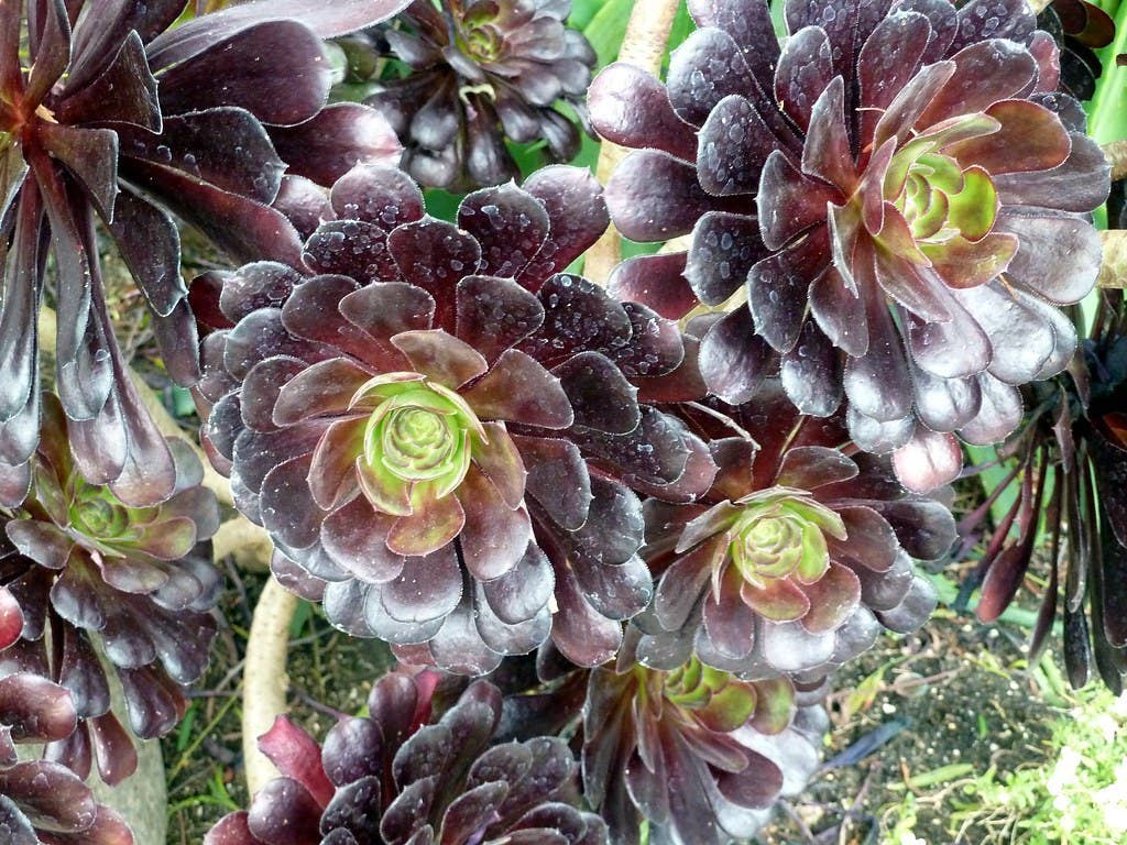 crested succulent 6'' Echeveria Candy Crested, Rare Live Succulent Plants  cocosucculent