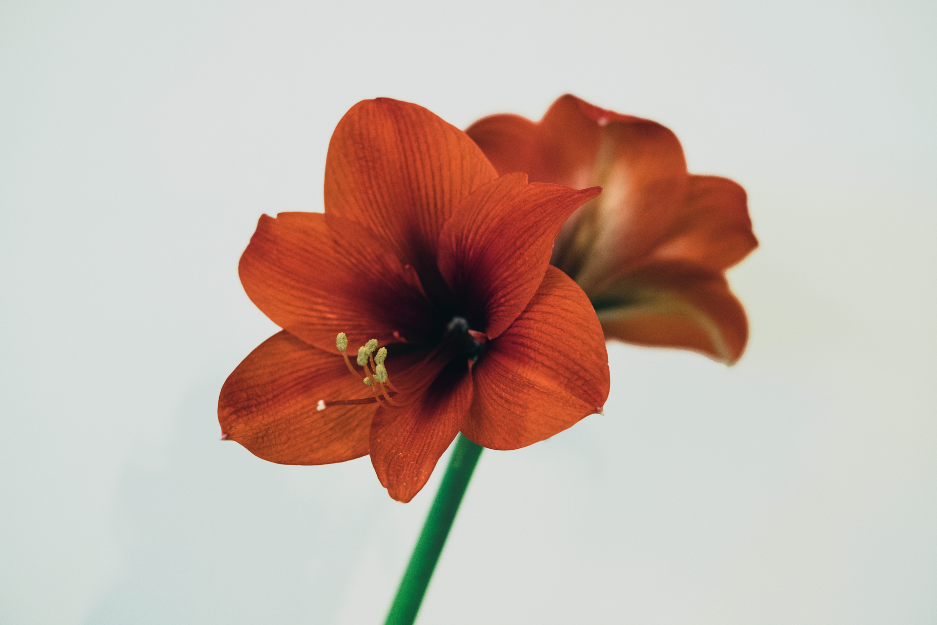 Amaryllis or Hippeastrum: How to Grow and Bloom Again - Dengarden