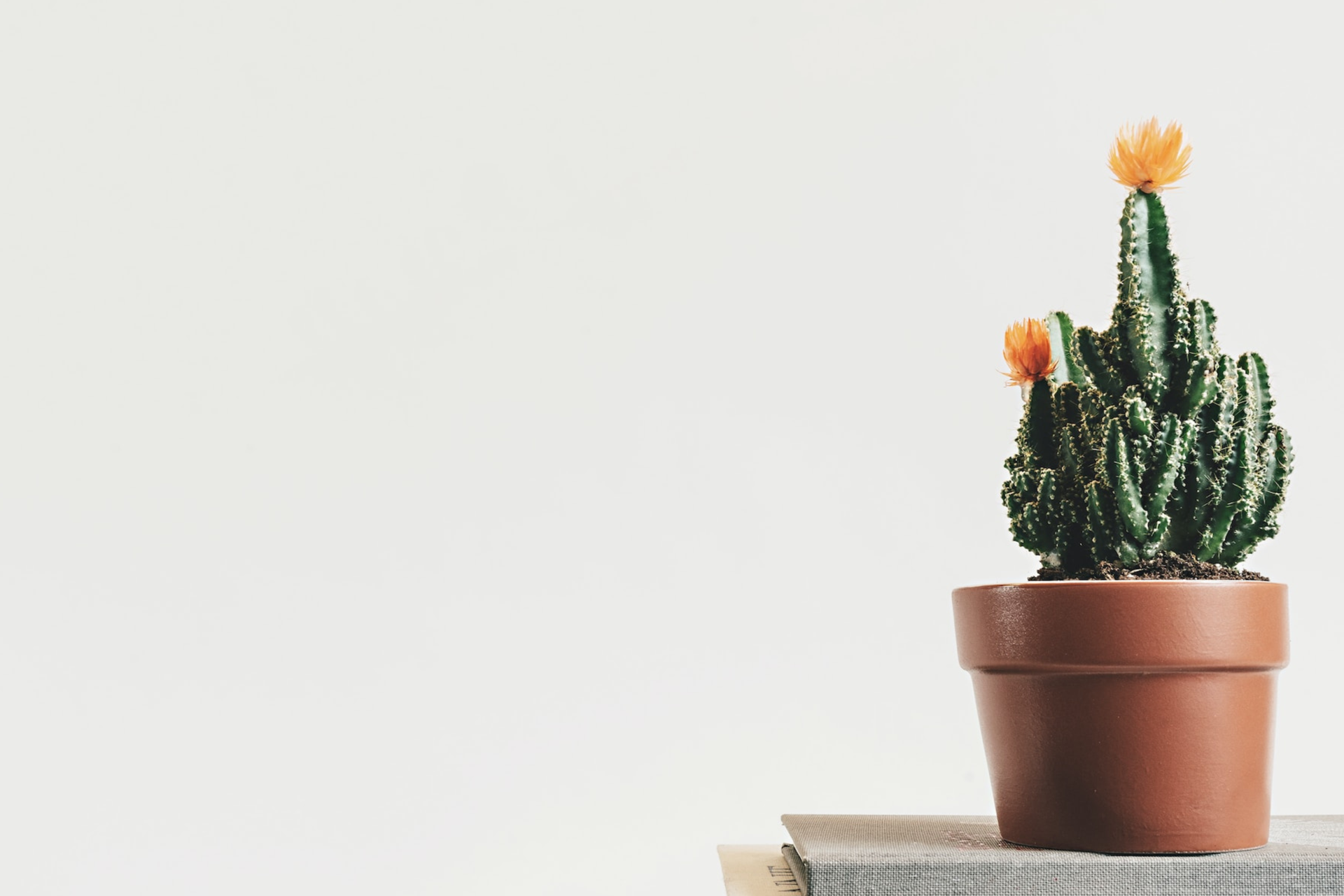 7 Types of Indoor Cactus Plants - Dengarden