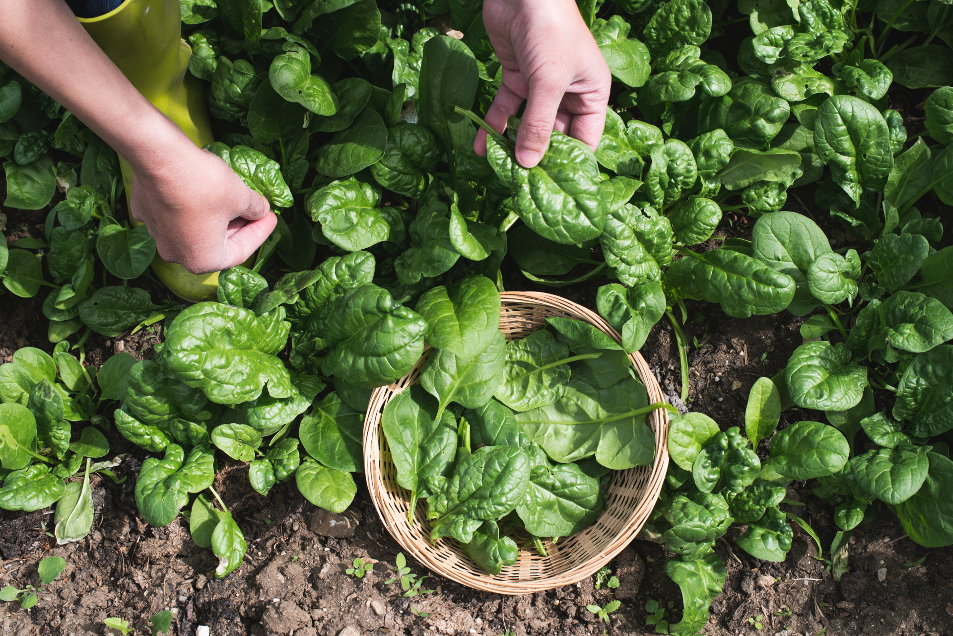 10 Best Vegetables to Plant in Early Spring - Dengarden