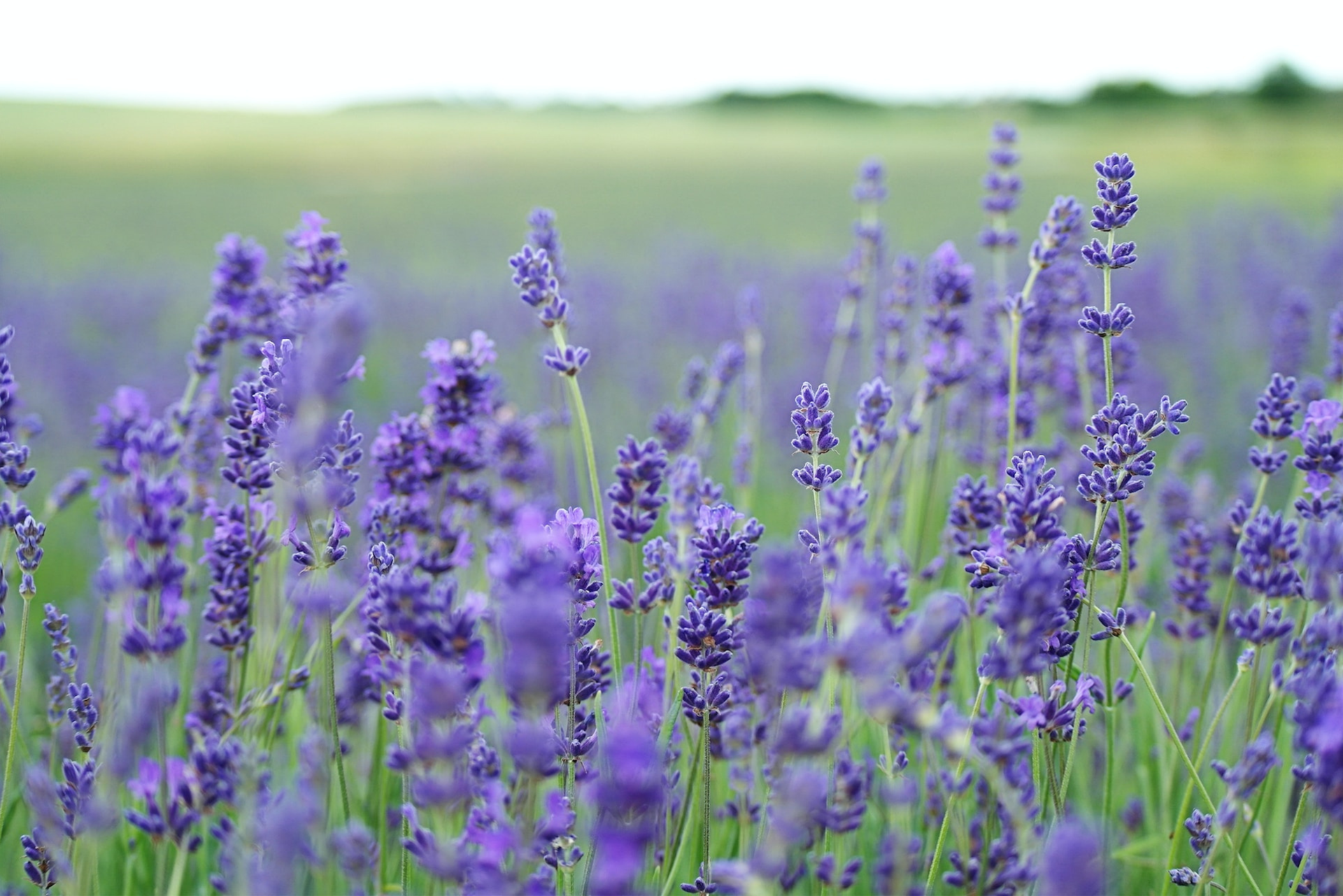 How to Grow Lavender in Acid or Clay Soil - Dengarden