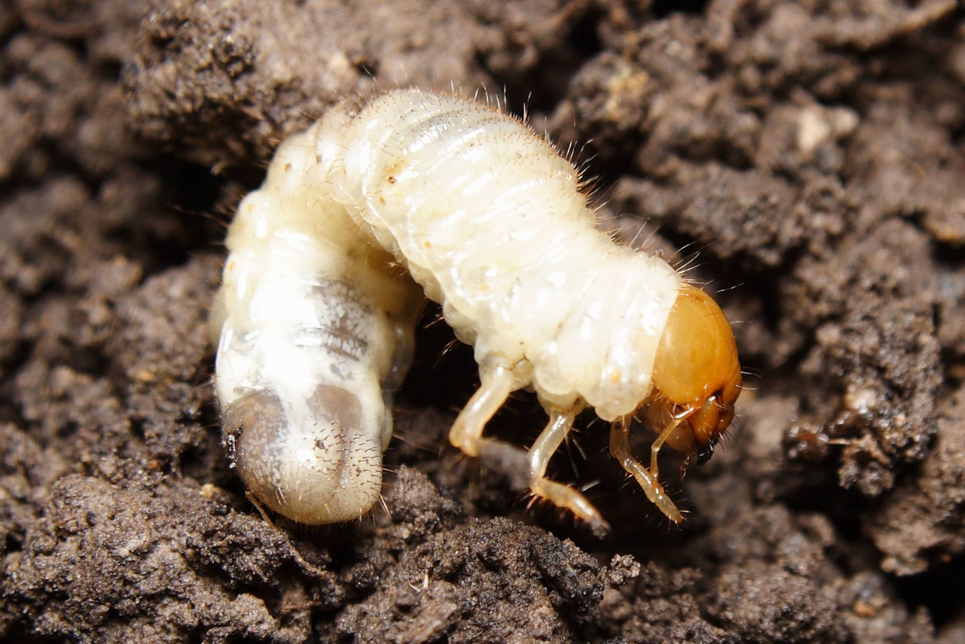 How to Tell if It’s Too Late to Overseed Your Lawn This Fall - Dengarden