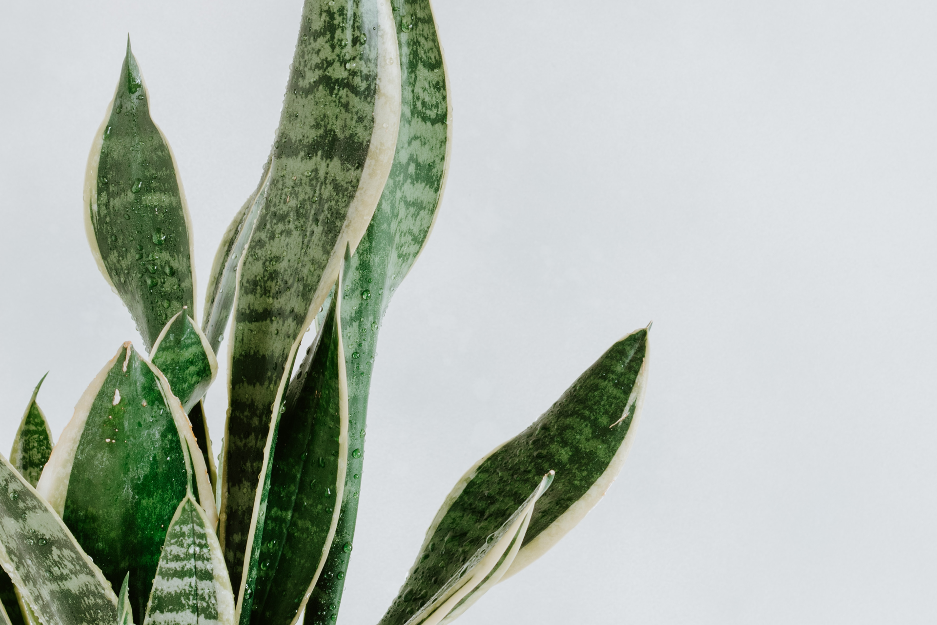 12 Houseplants for Low Light Conditions - Dengarden