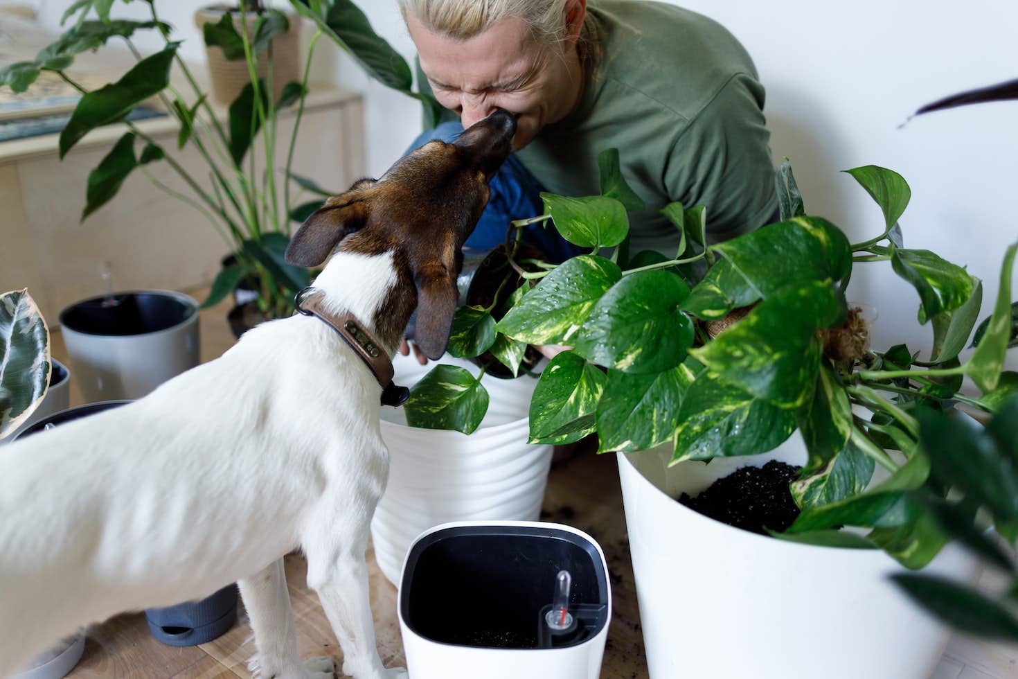 5 Non-Toxic House Plants for Children, Cats, and Dogs - Dengarden
