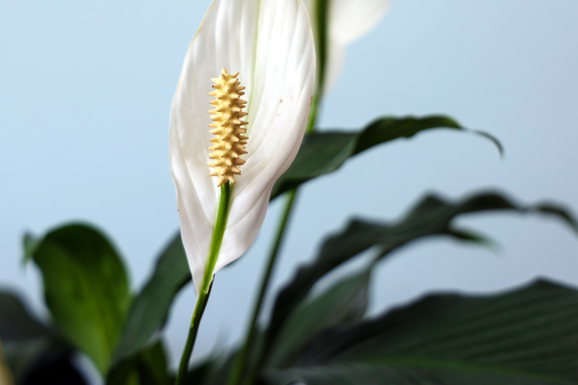 Spathiphyllum Peace Lily Dangerous To Dogs 10 Toxic Houseplants That Are  Dangerous For Children And Pets