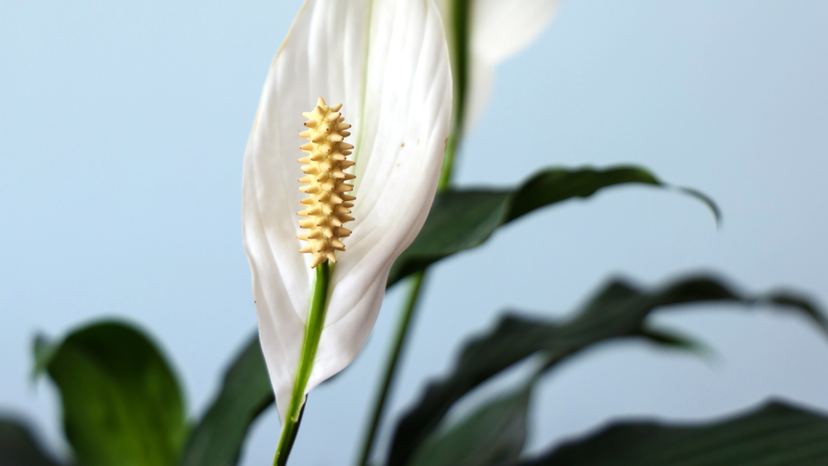 prayer.plant Maranta