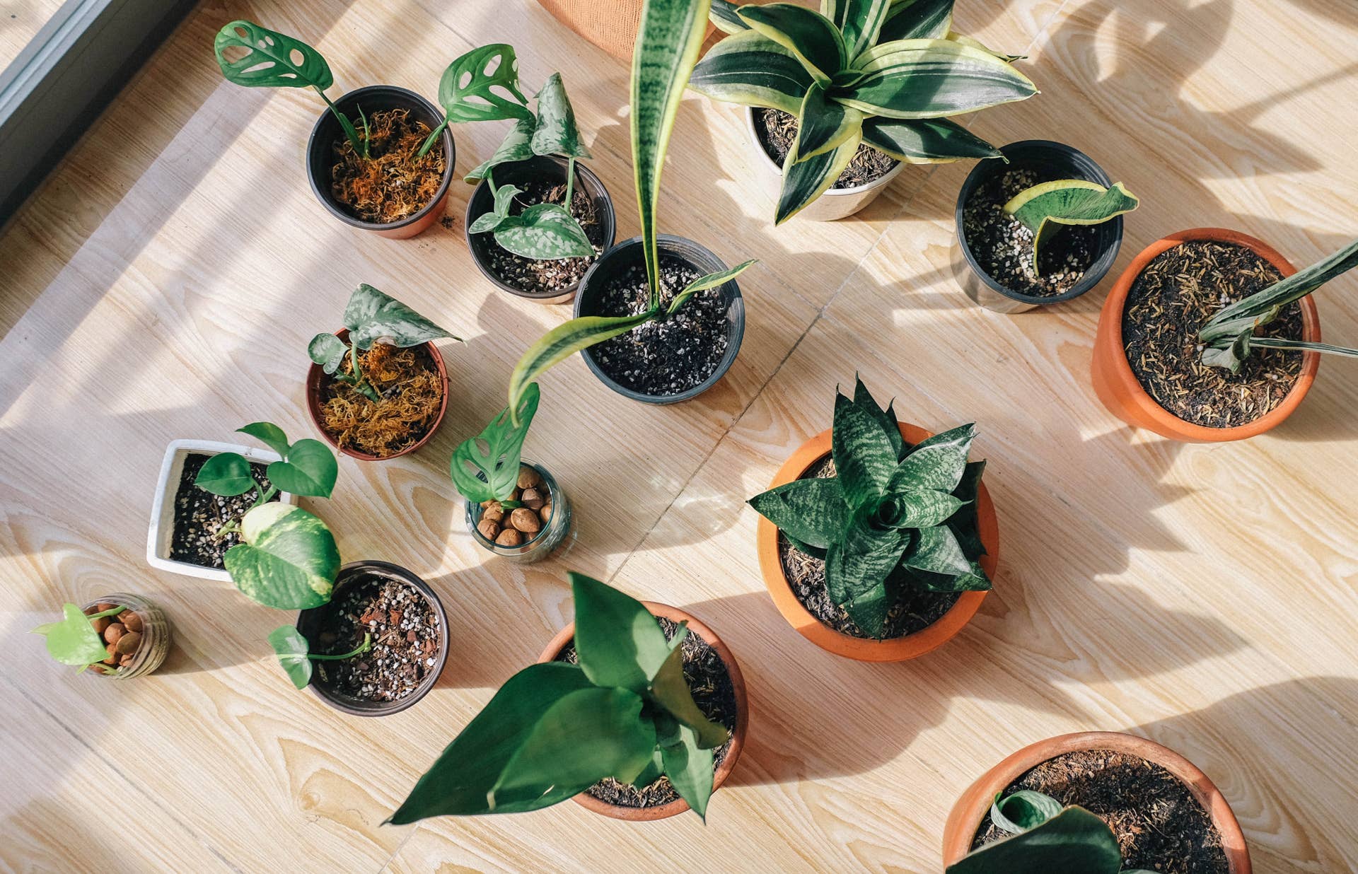 indoor tropical plant care Tropical Trio main image 0