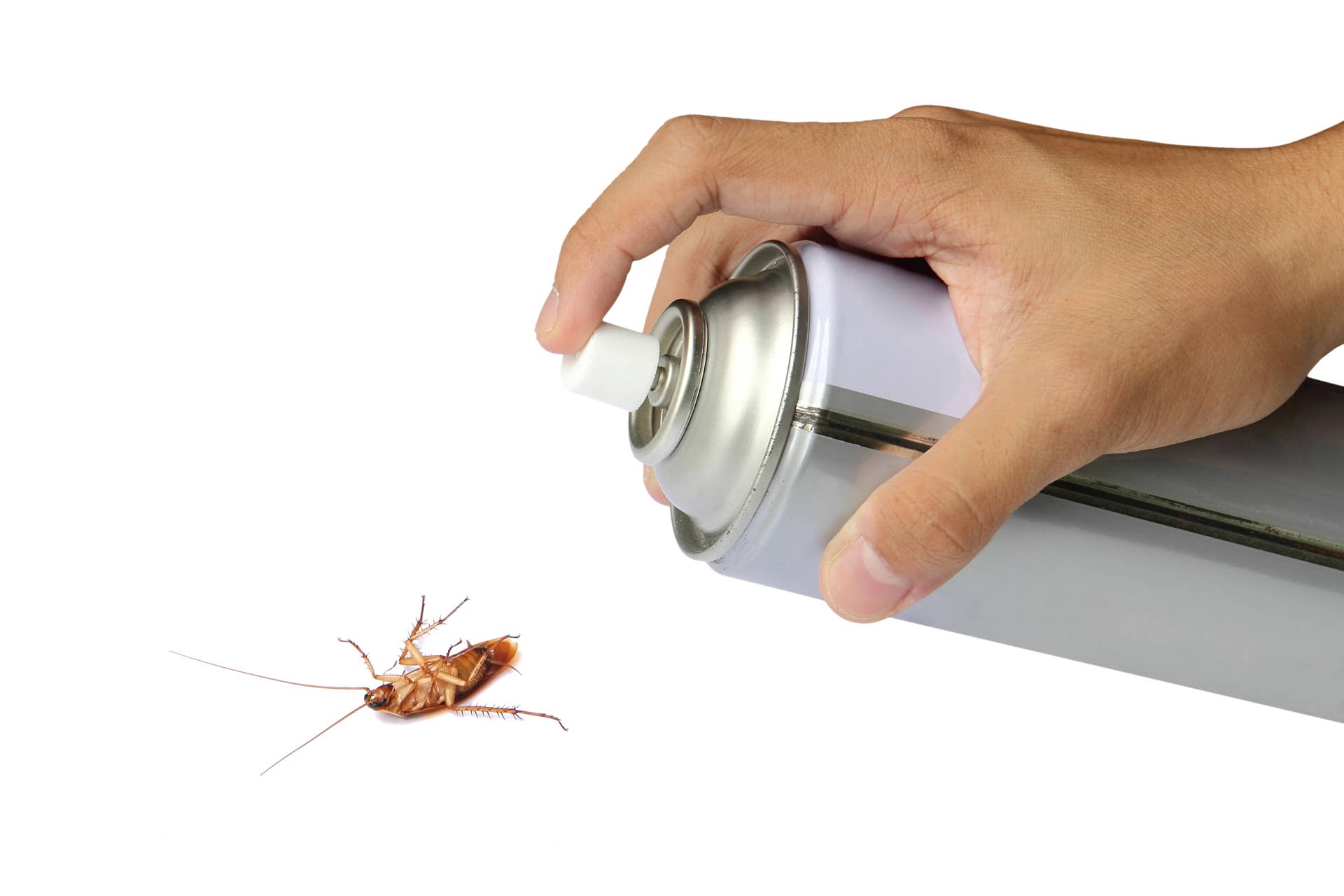 Woman Shares Her Cockroach Killer Recipe and It Works Every Time ...