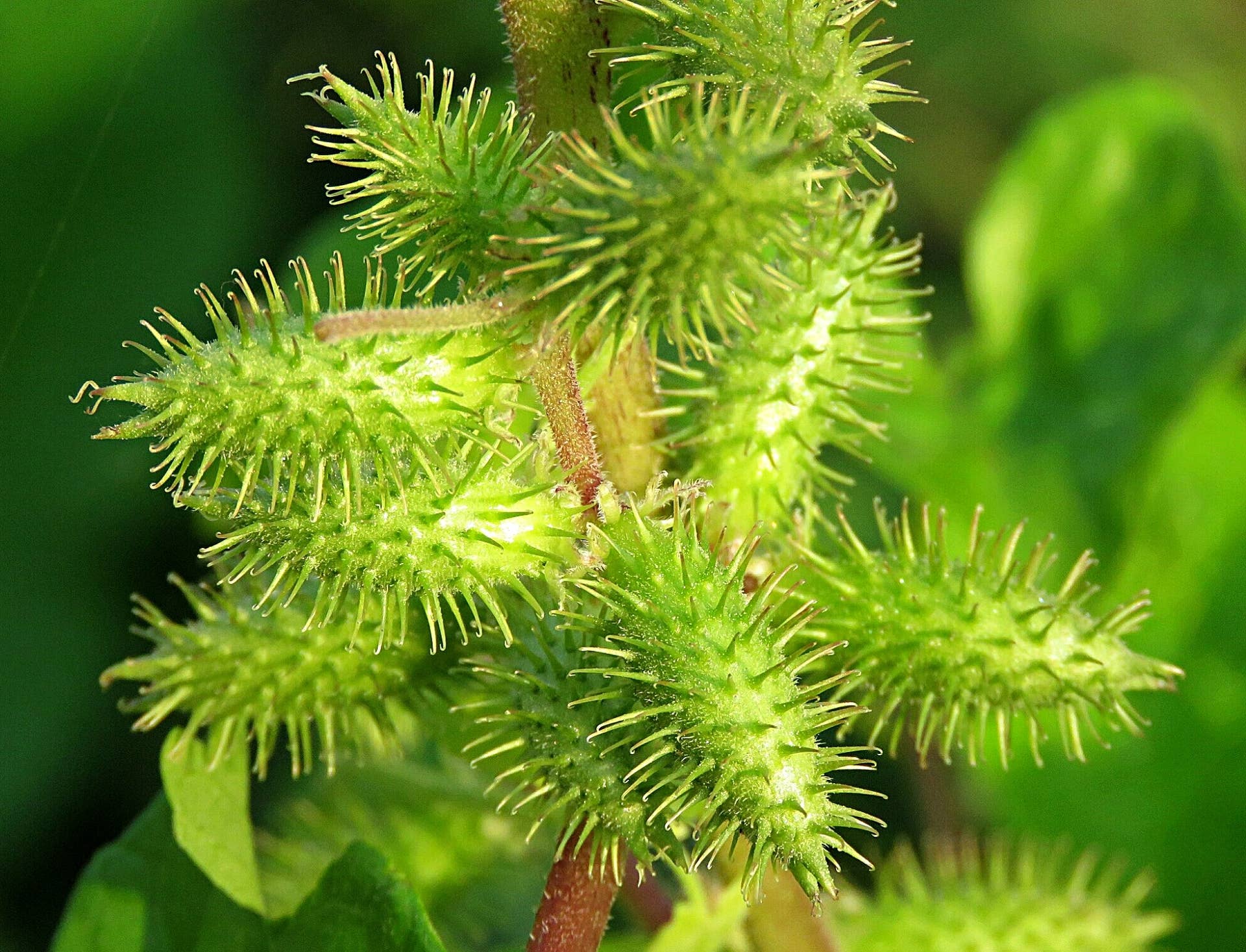 The Top 10 Plants To Annoy Your Neighbors With - Dengarden