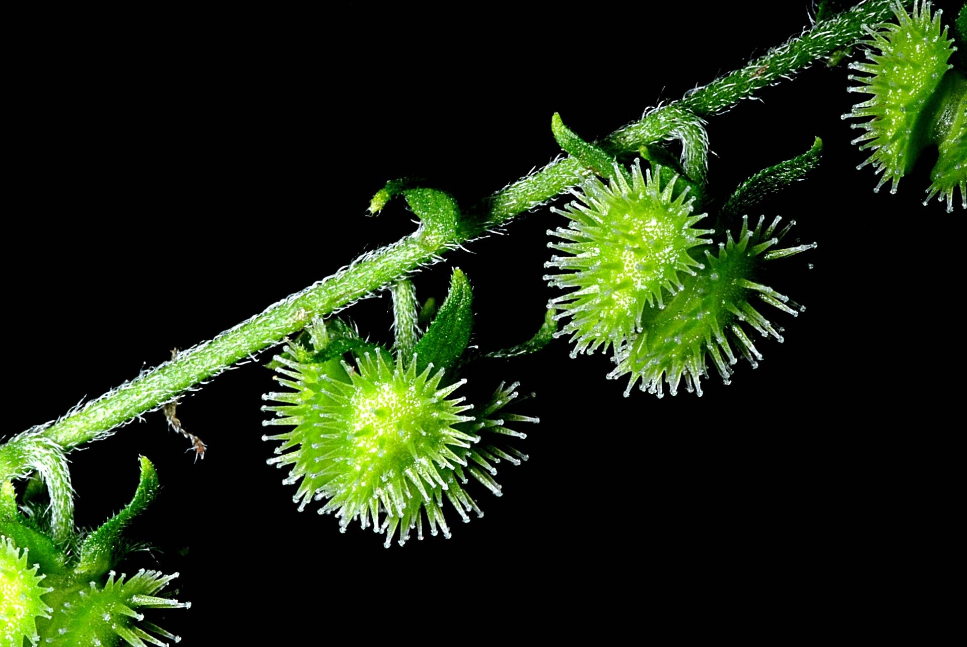 cape gooseberry plant Cape Gooseberry