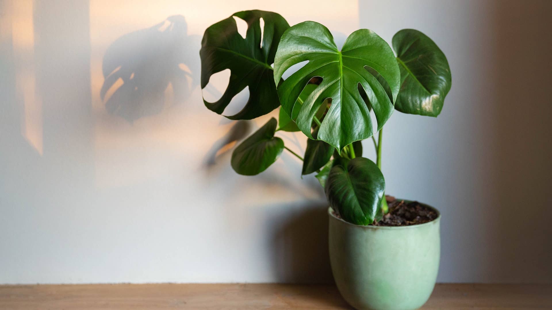 mcdowell philodendron Buy Philodendron McDowell ~ Rare Houseplant – AroidHouse main image 1