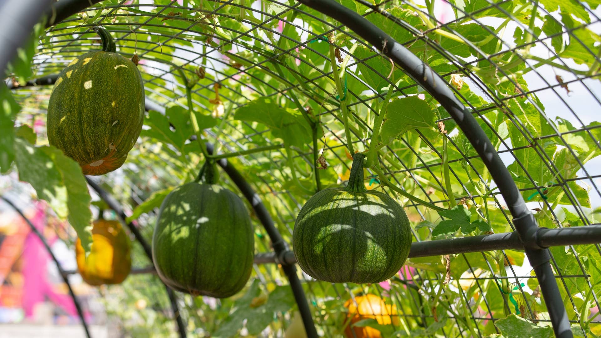 How To Build a 'Magical' Pumpkin Arch in The Garden - Dengarden