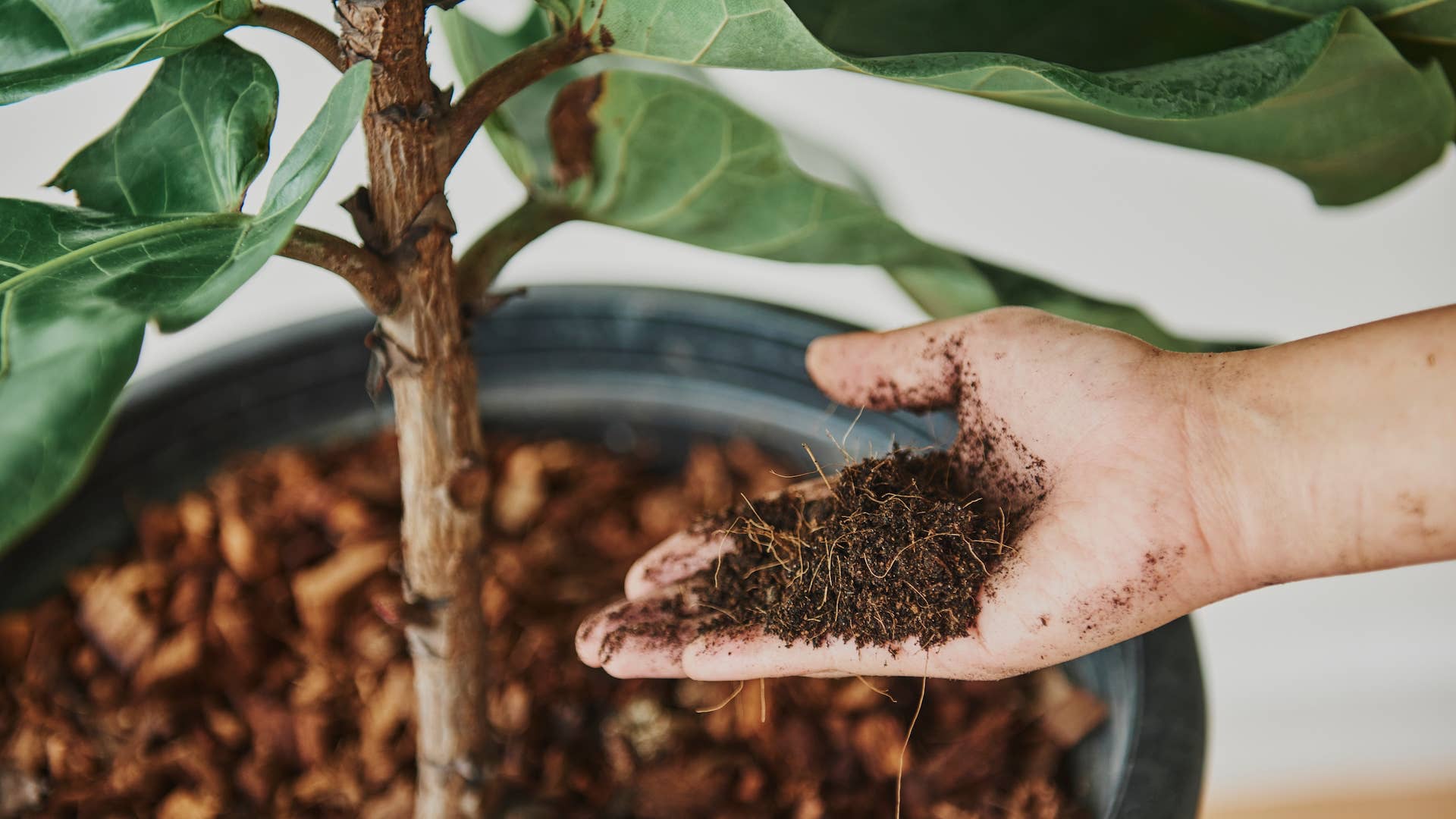 Apparently, Fiddle Leaf Figs Can 'Eat' Their Potting Soil - Dengarden