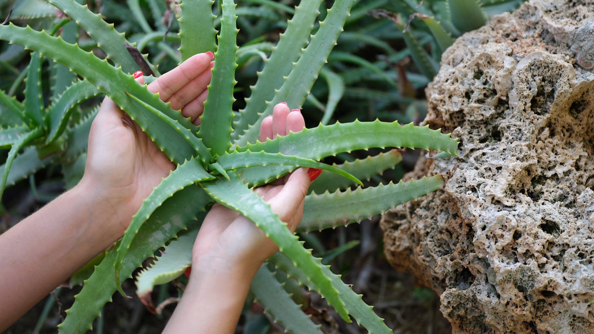 aloe vera uv schutz 21" Aloe Plant- UV Protected PP1047