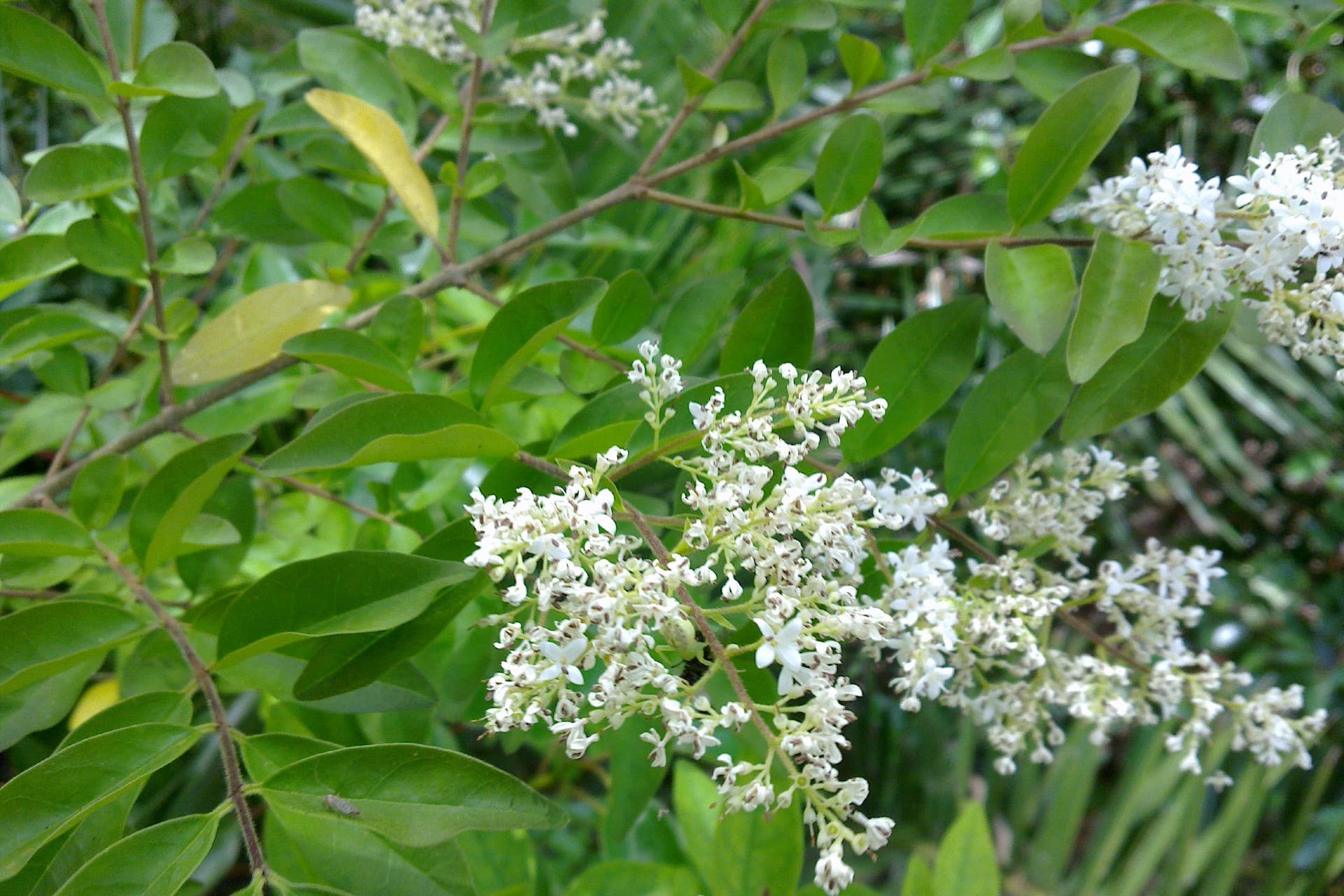 11 Invasive Plants People Regret Putting in Their Gardens - Dengarden