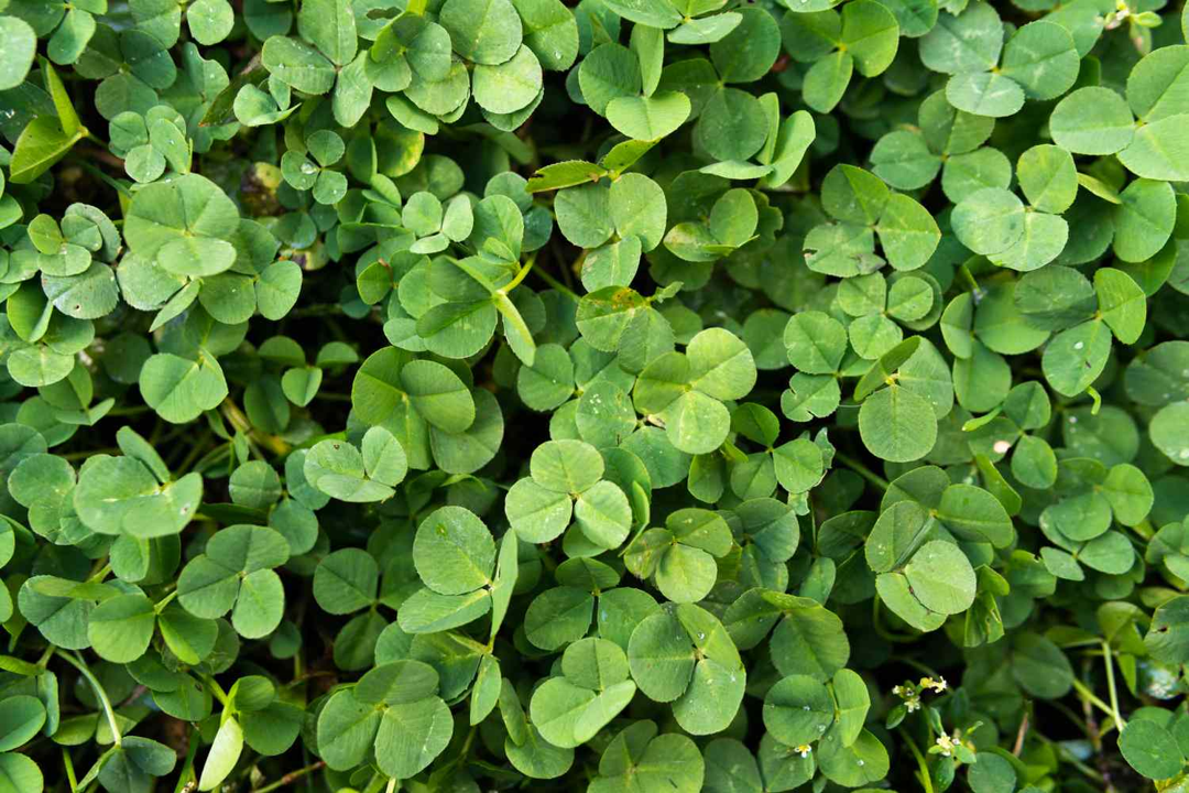 11 Plants That Attract Snakes - Dengarden