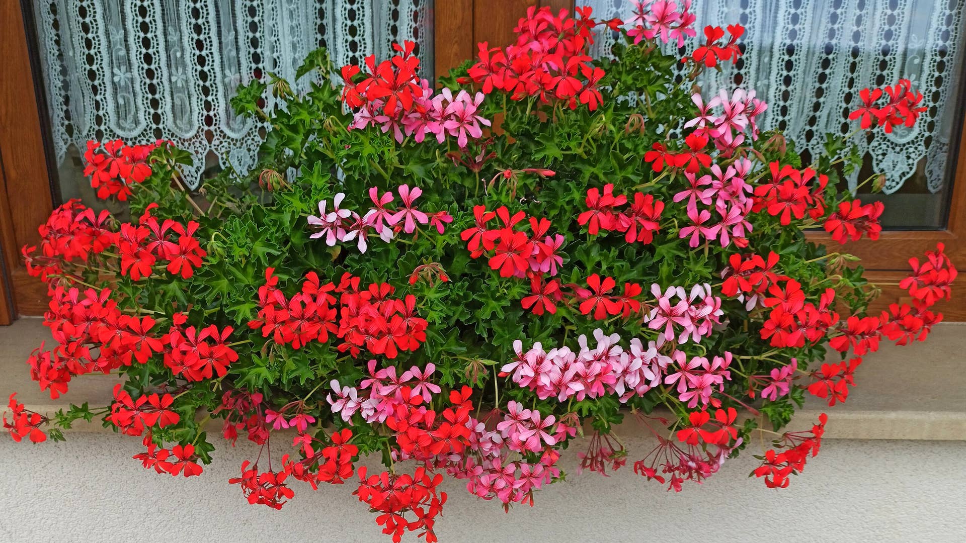 19 Best Hanging Basket Flowers - Dengarden