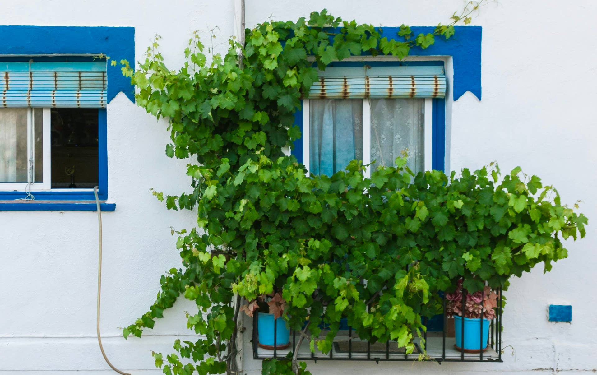 How to Grow a Hanging Garden From Your Balcony Railing - Dengarden