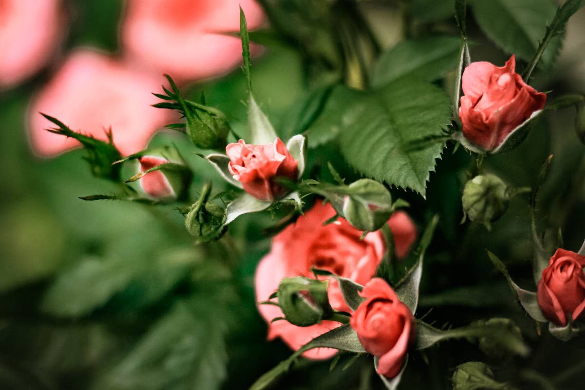 Growing Roses From Seed: Expert Tips for Successfully Starting Your Own  Roses - Dengarden