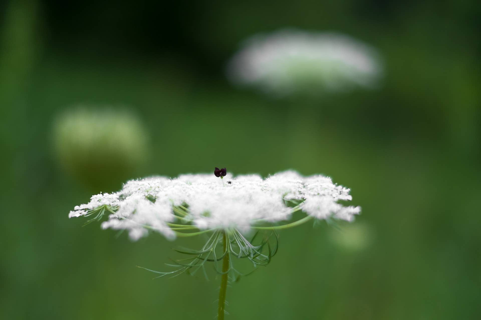 how-to-identify-queen-annes-