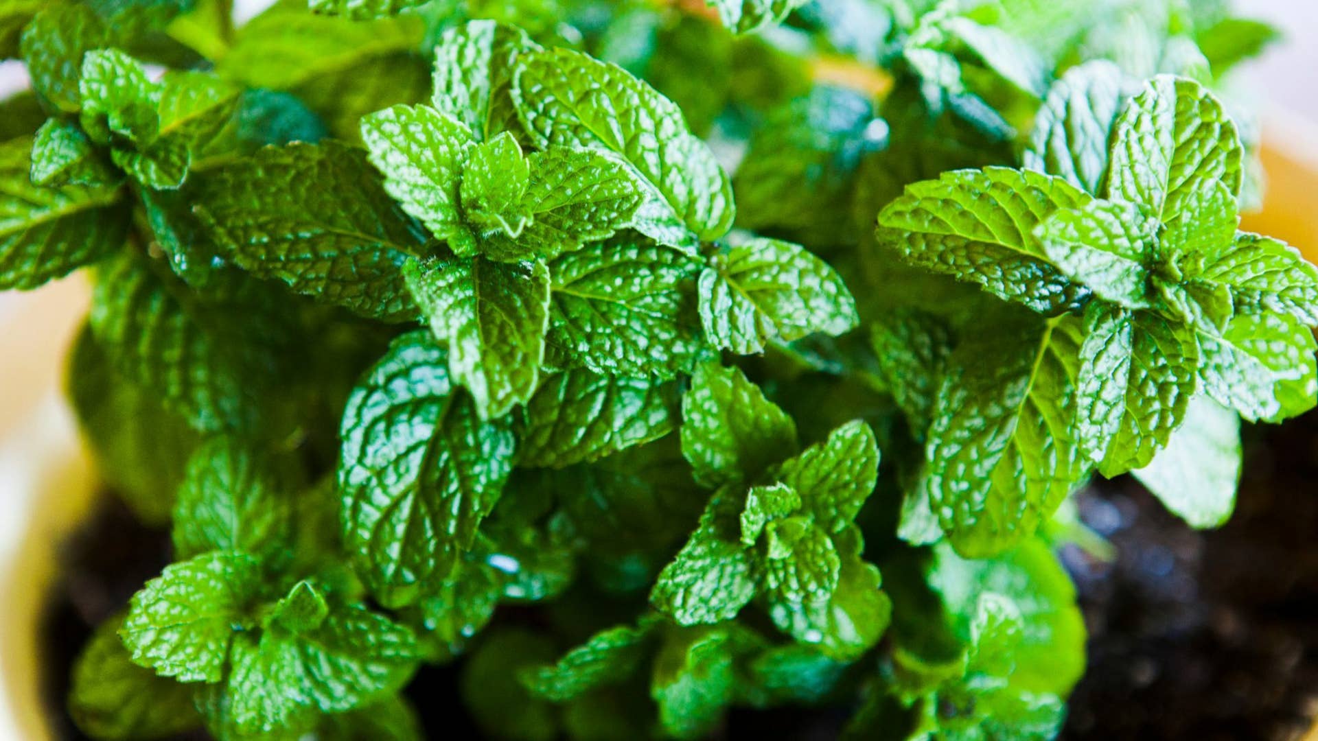 How to Care for Mint Plants - Dengarden
