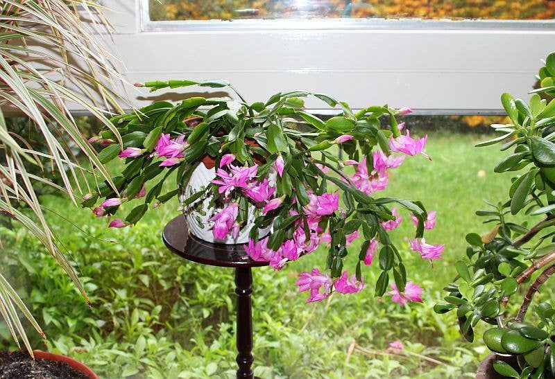 How to Repot a Christmas Cactus or Thanksgiving Cactus - Dengarden