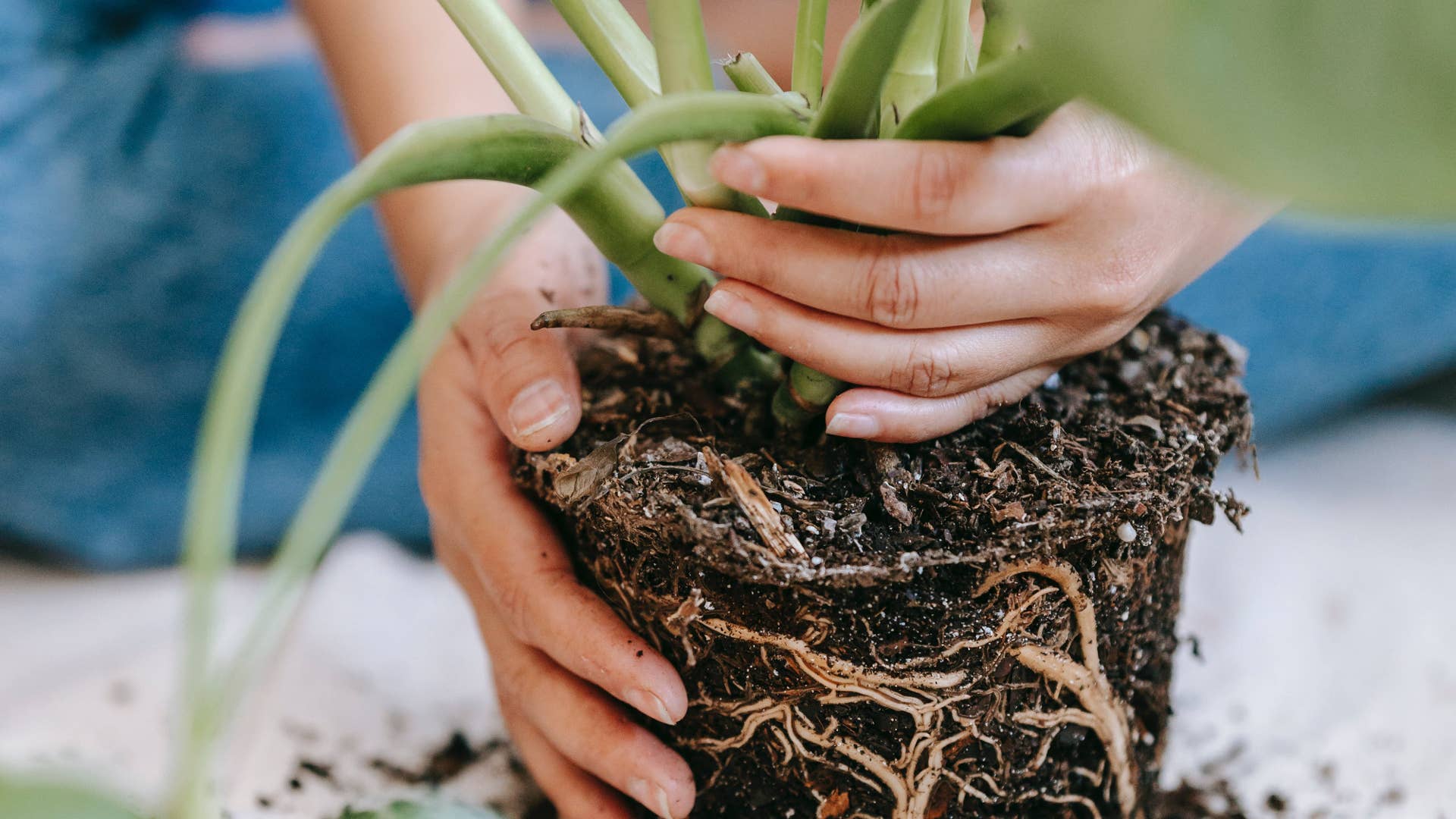 Monstera Outgrown Its Pot? Here's Exactly How to Repot It Without Stressing  the Plant - Dengarden