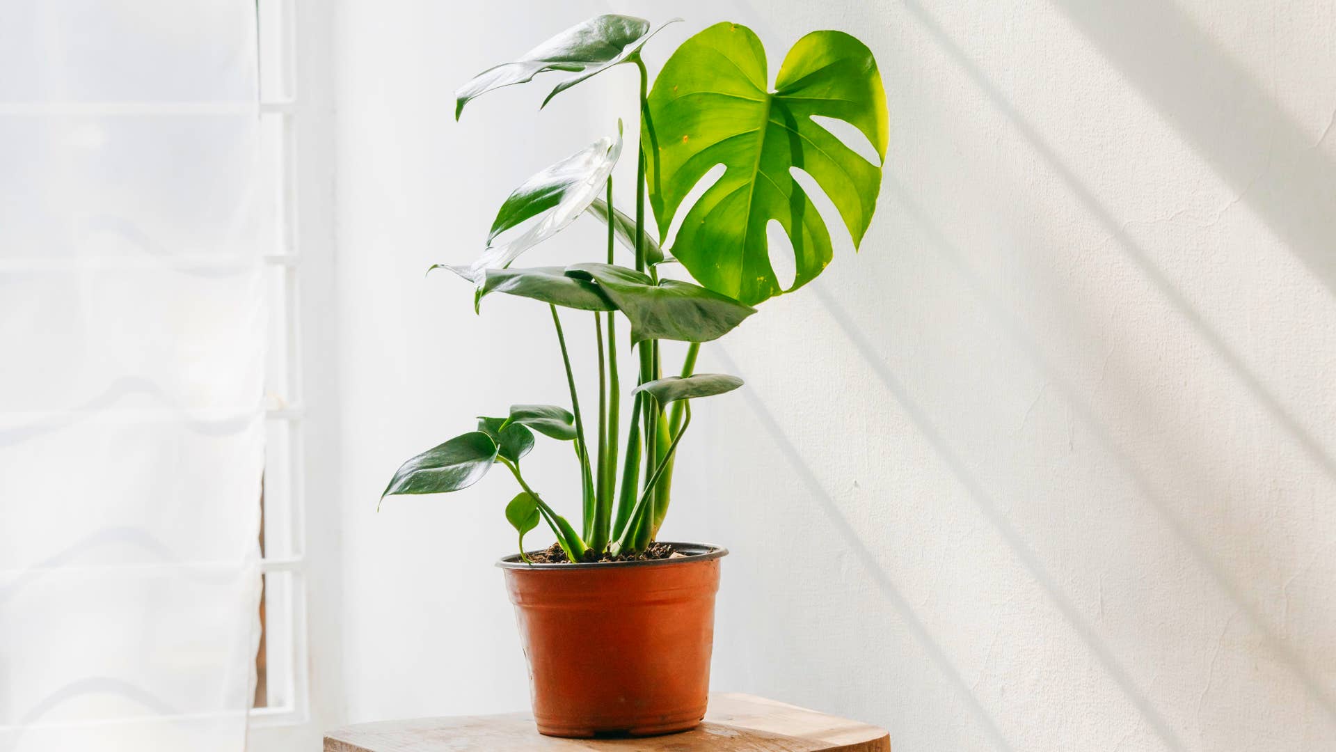philodendron red anderson variegated Philodendron Red Anderson – Safa Plant Co main image 0