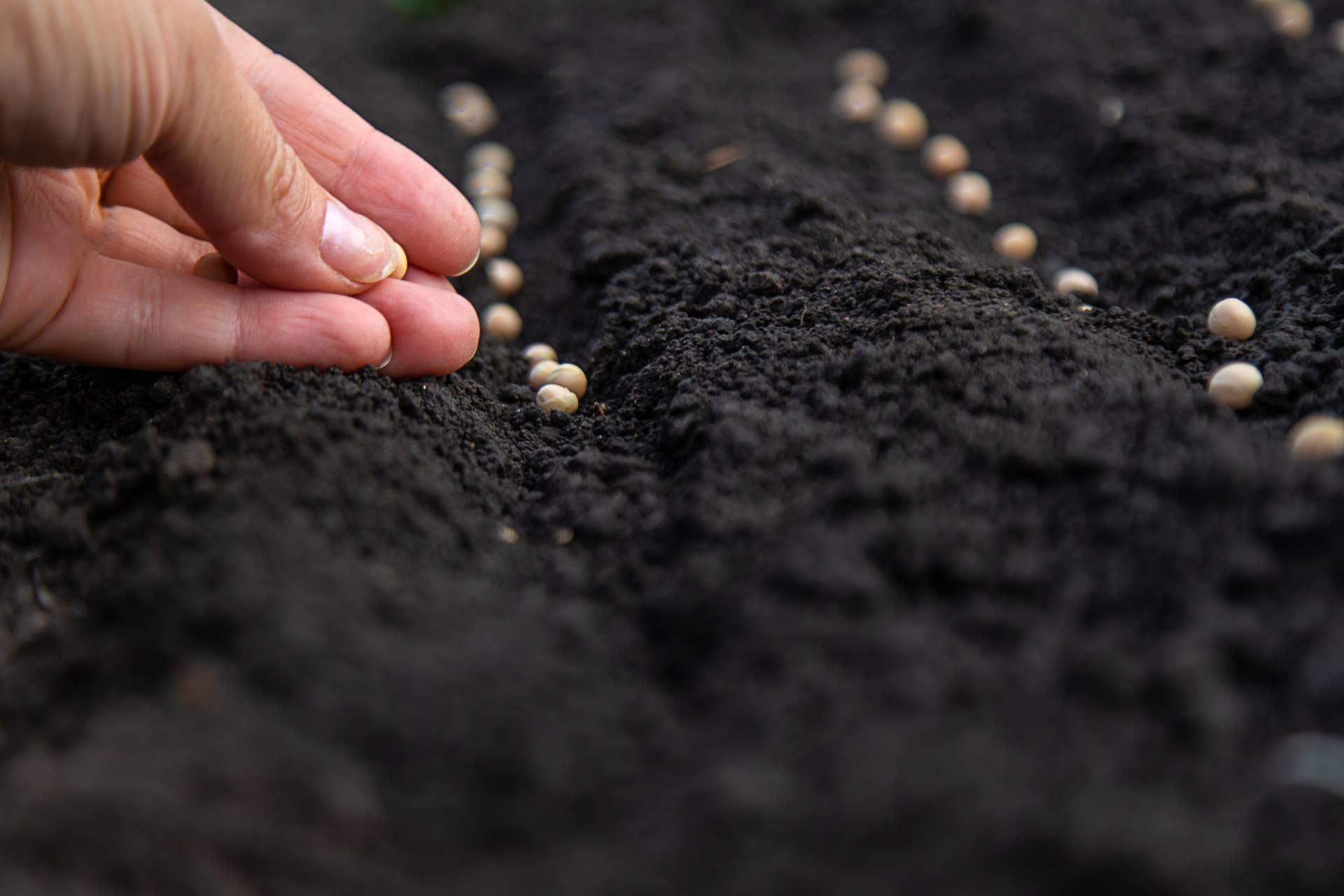 Gardener Shares 5 Seed Planting Hacks Just in Time for Spring - Dengarden