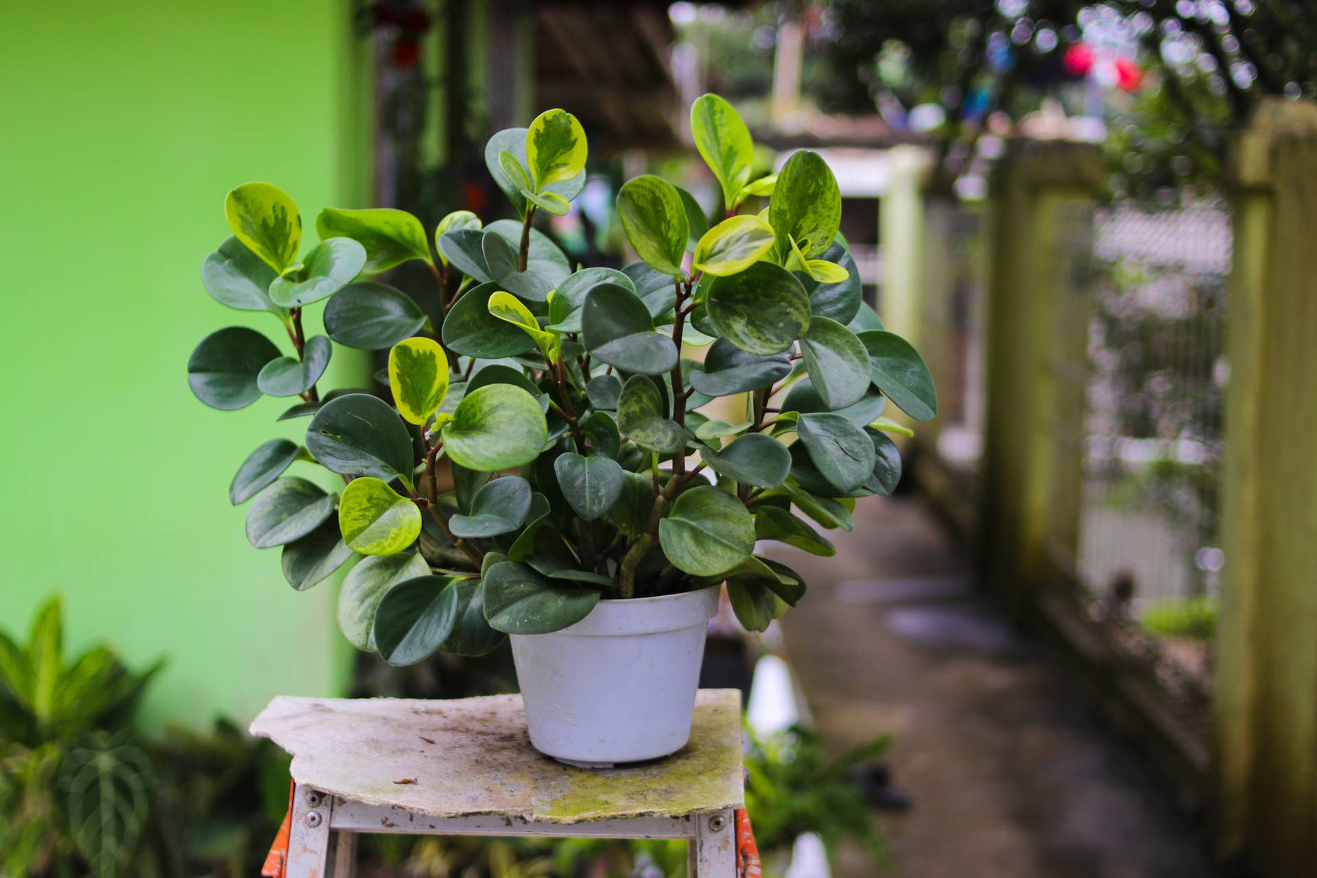 How to Grow and Care for Peperomia - Dengarden