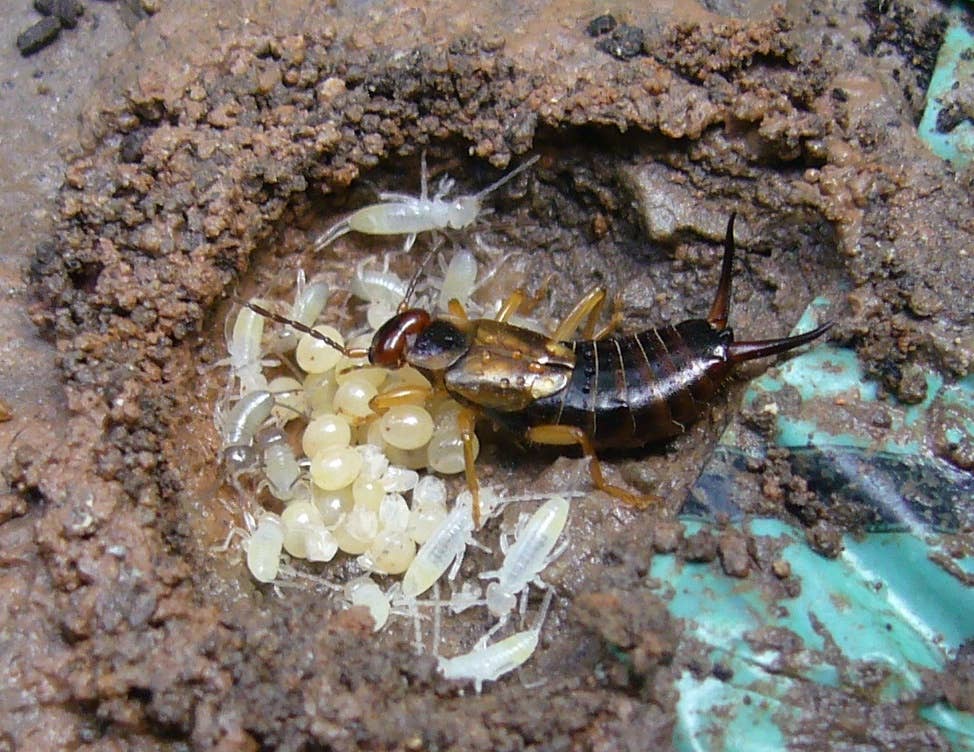 nesting_earwig_chester_uk_2.