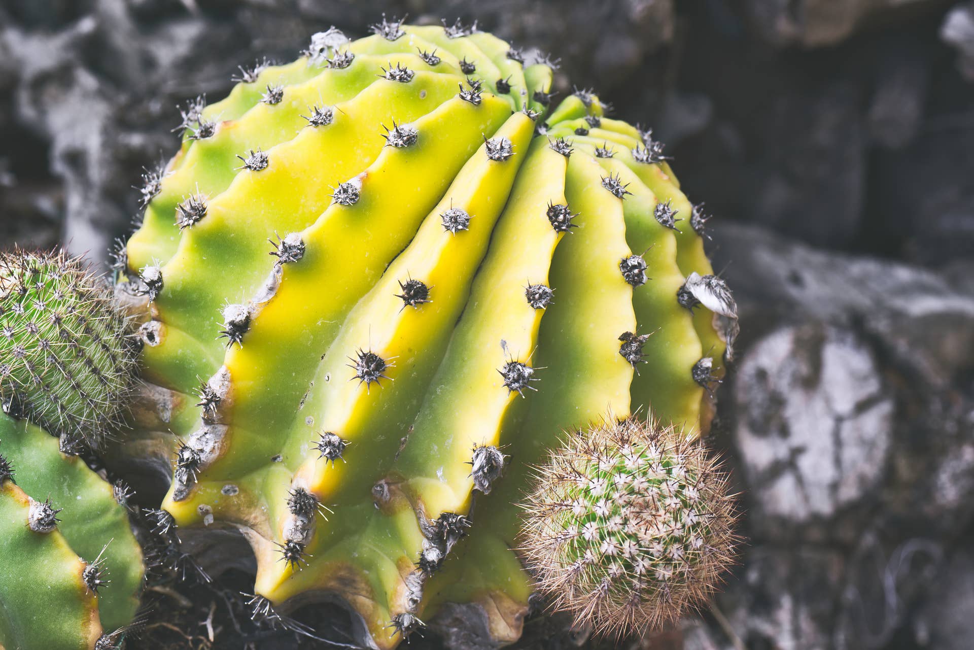 Why Is My Cactus Yellow? Common Causes and Expert Fixes - Dengarden