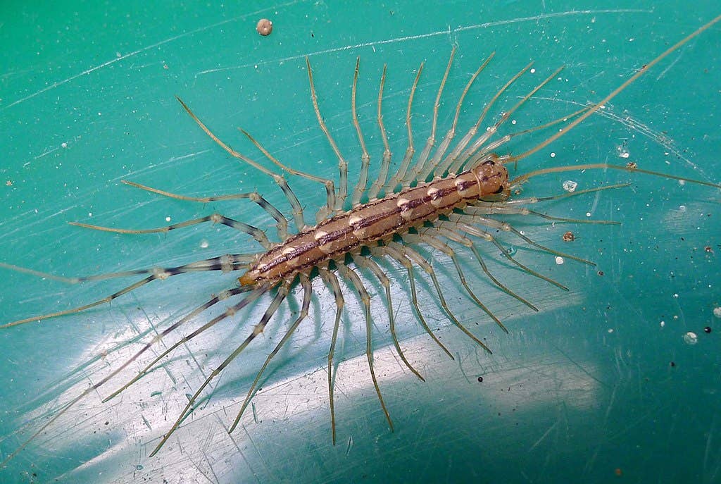 Do Centipedes Bite? Here's What You Need to Know - Dengarden