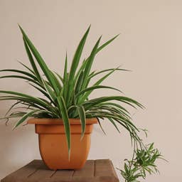 How To Propagate Spider Plants, According to Experts