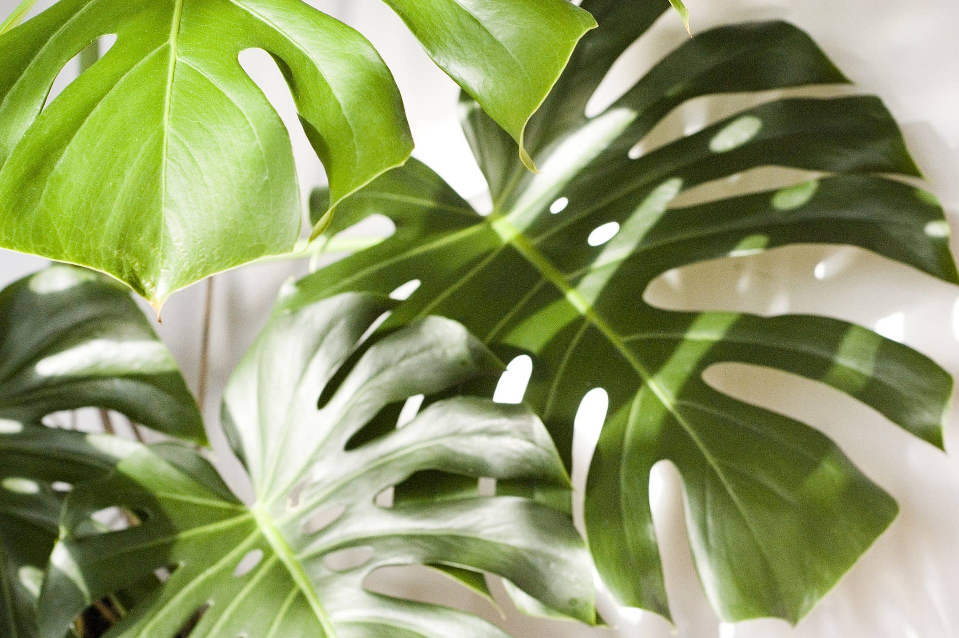 succulent plants real Succulent  Liberty Landscape Supply