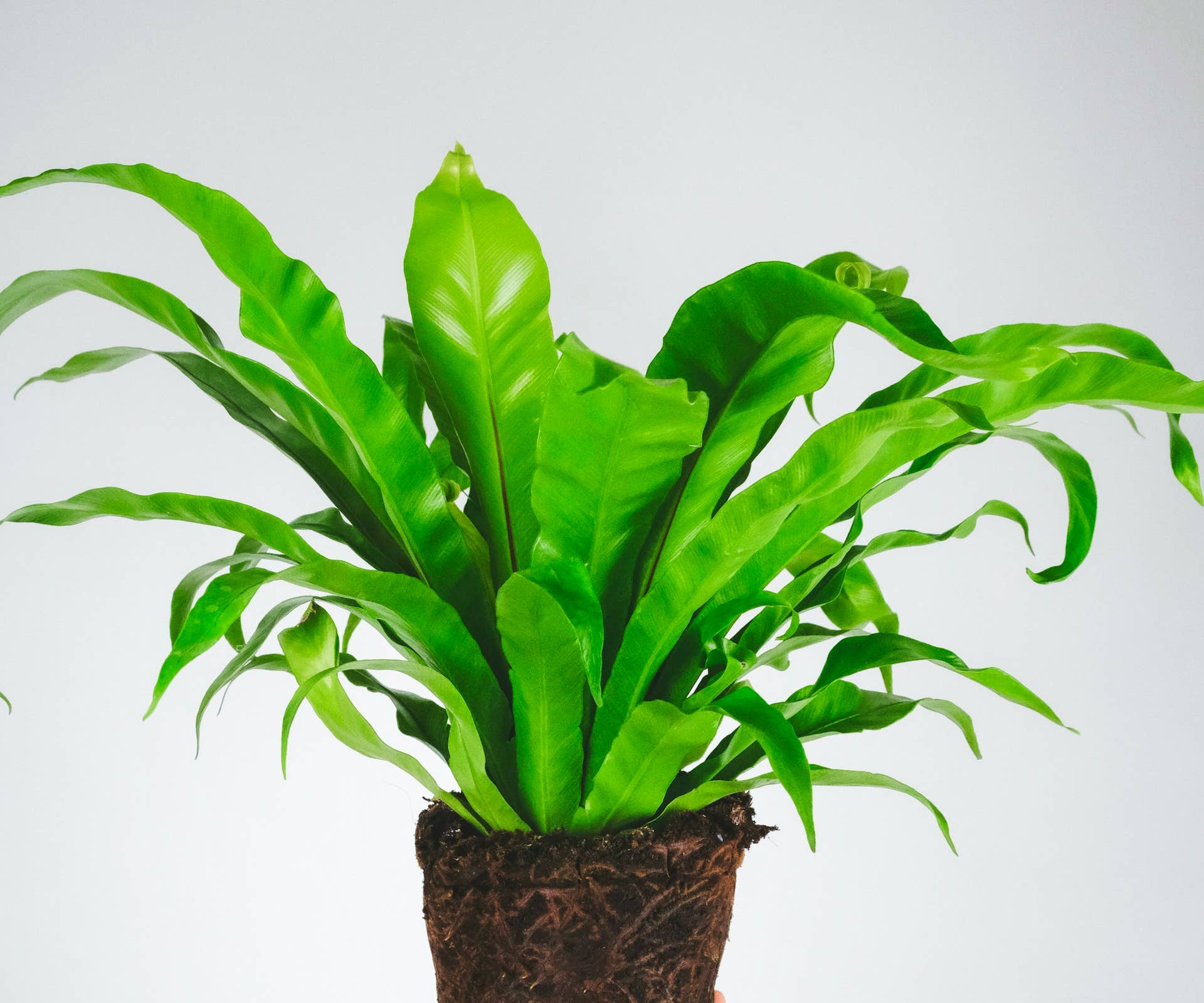 Best Plants for East-Facing Windows - Dengarden