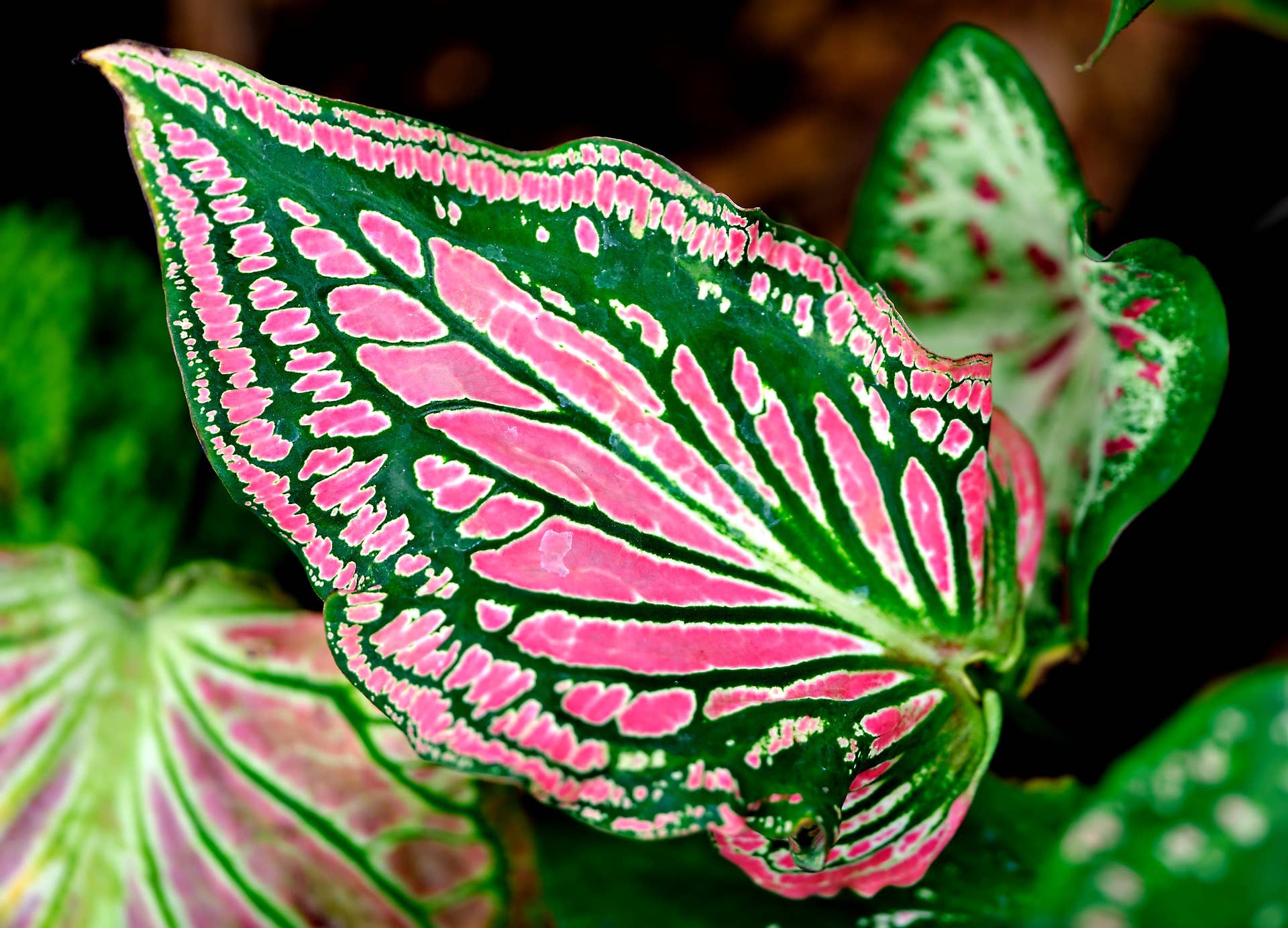 corm plant Alocasia gageana aurea variegated corm main image 1