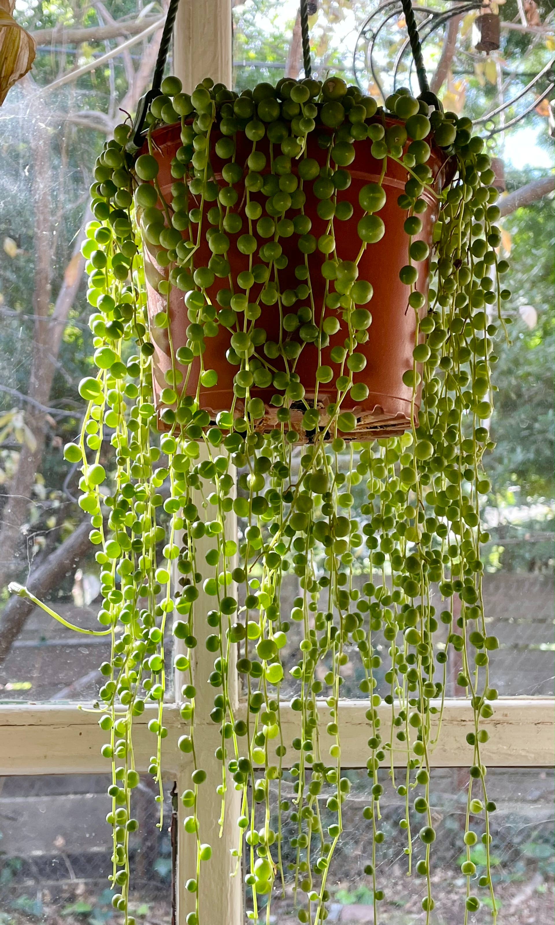 Best Plants for East-Facing Windows - Dengarden