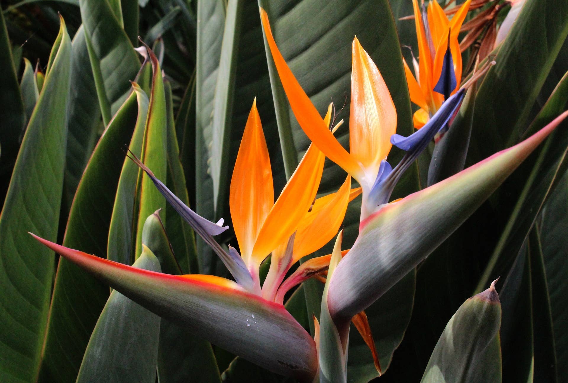 Best Plants for South-Facing Windows - Dengarden