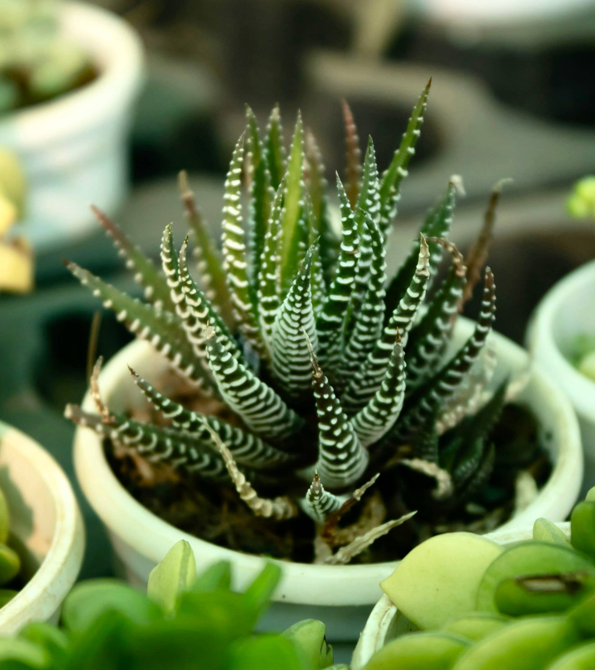 colorama dracaena Dracaena marginata 'Colorama' (6